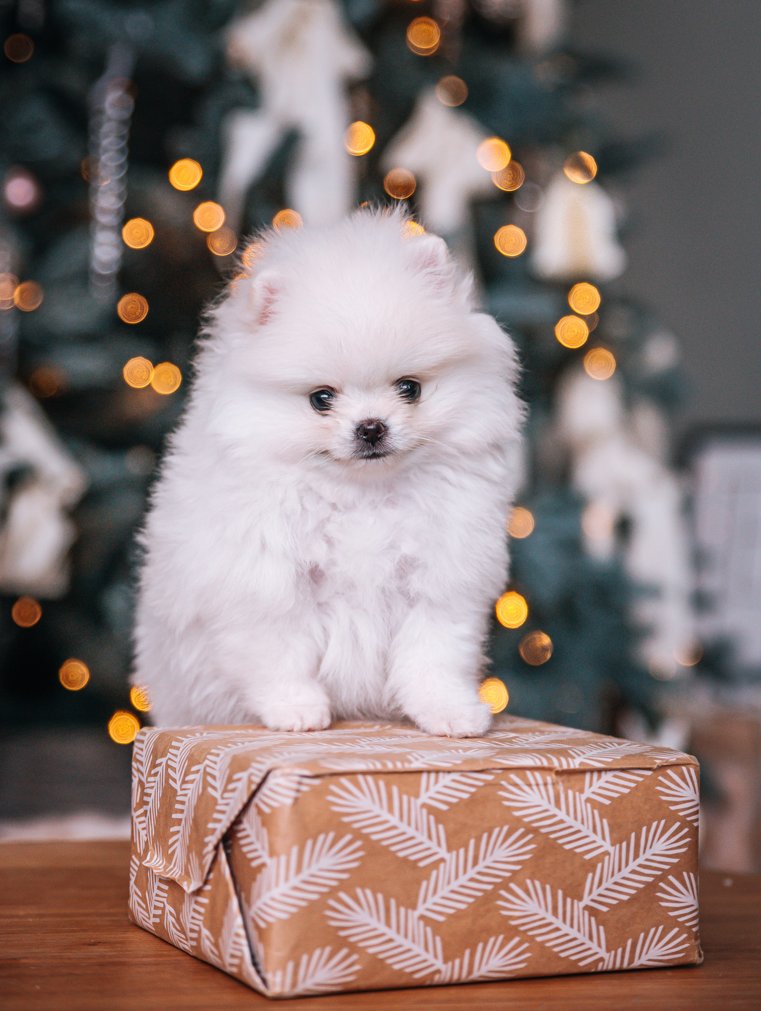 Шпицы щенки студия. Главная