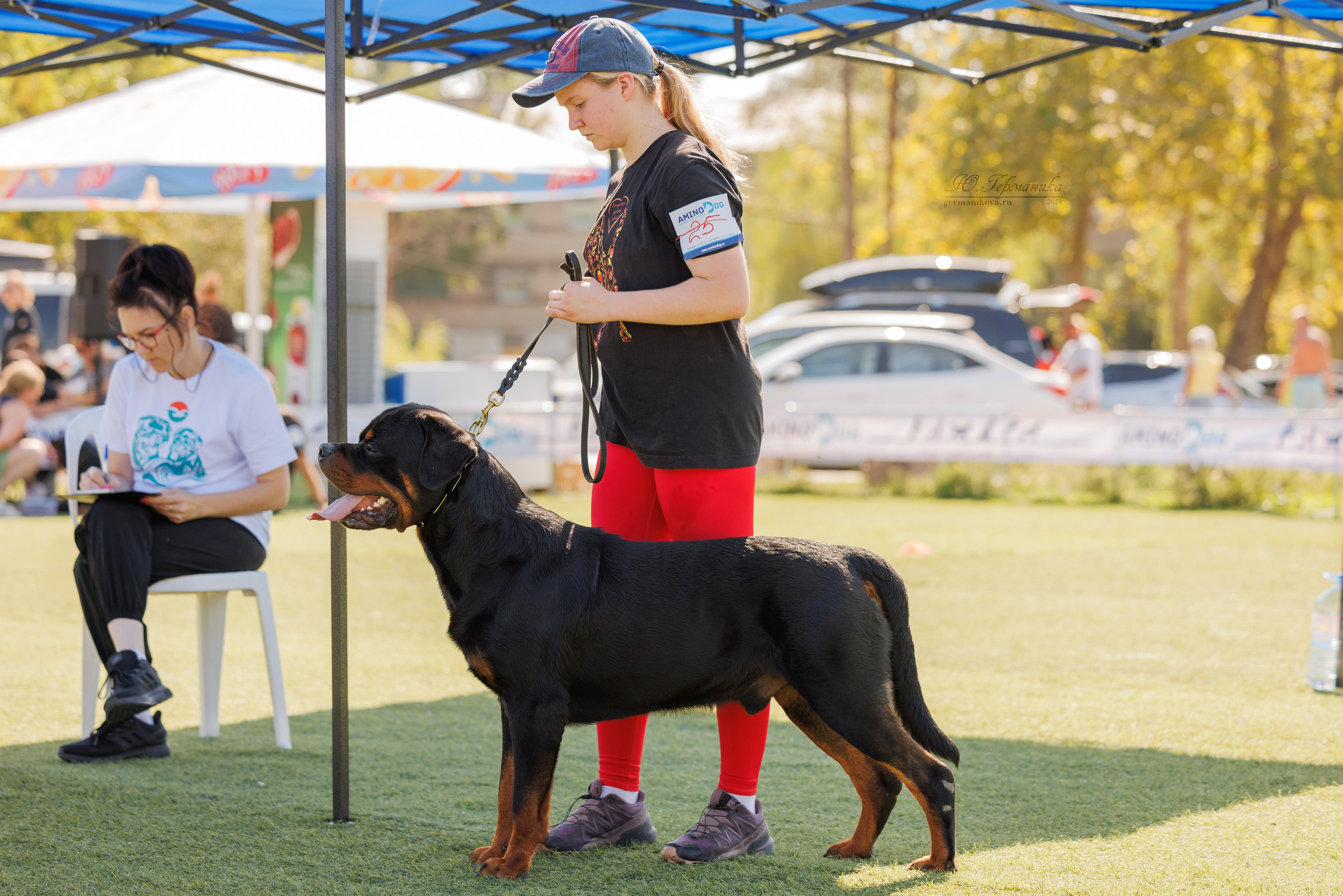 Анапа ротвейлеры 14-15.09.2024. Фотограф-анималист Юлия Германика
