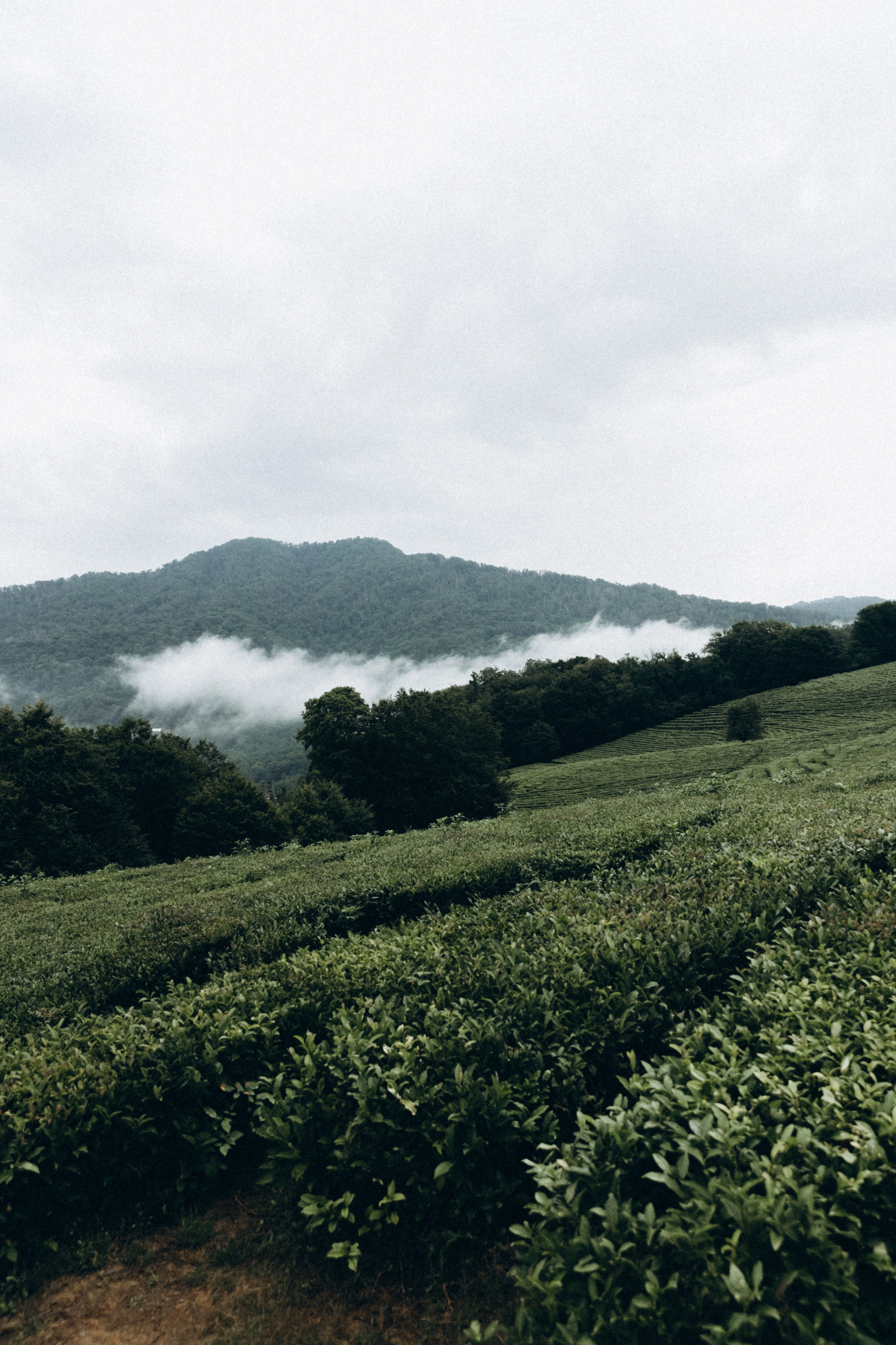 Дмитрий, Алия, Платон, Глеб, Радислав, Герман и Юмми. Фотограф Сочи Адлер Красная Поляна Ошутина Анастасия