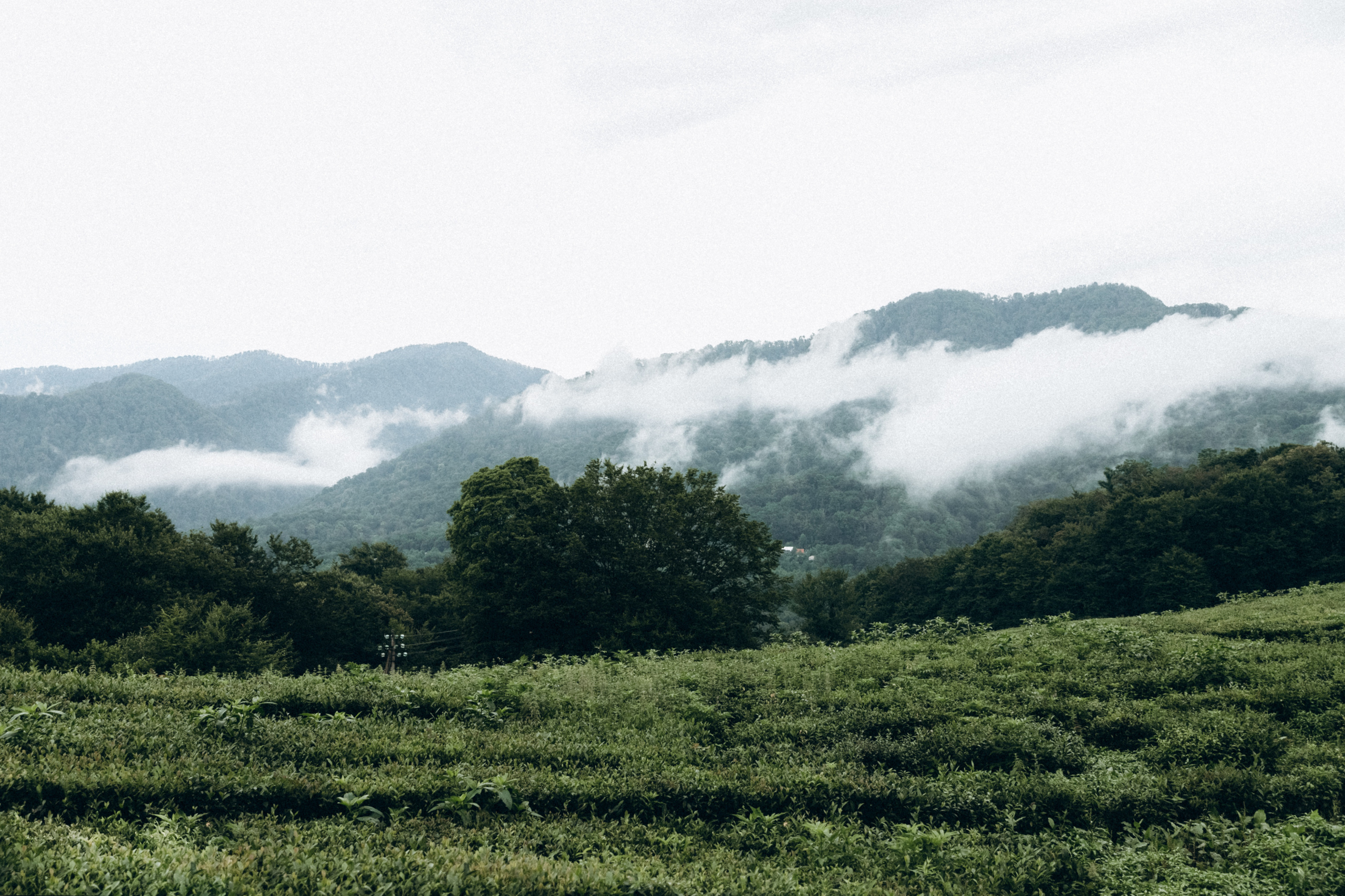 Дмитрий, Алия, Платон, Глеб, Радислав, Герман и Юмми. Фотограф Сочи Адлер Красная Поляна Ошутина Анастасия