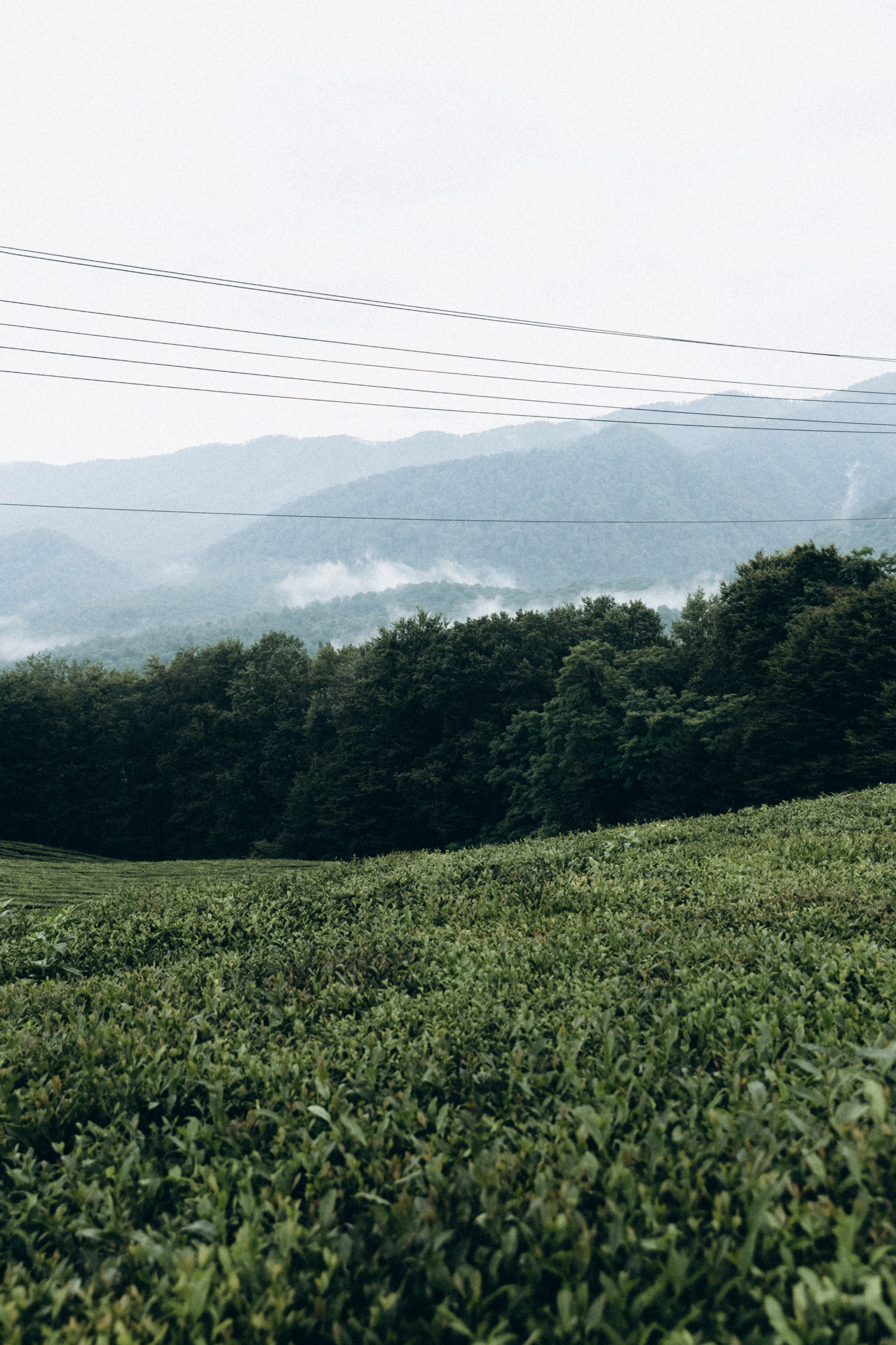 Дмитрий, Алия, Платон, Глеб, Радислав, Герман и Юмми. Фотограф Сочи Адлер Красная Поляна Ошутина Анастасия