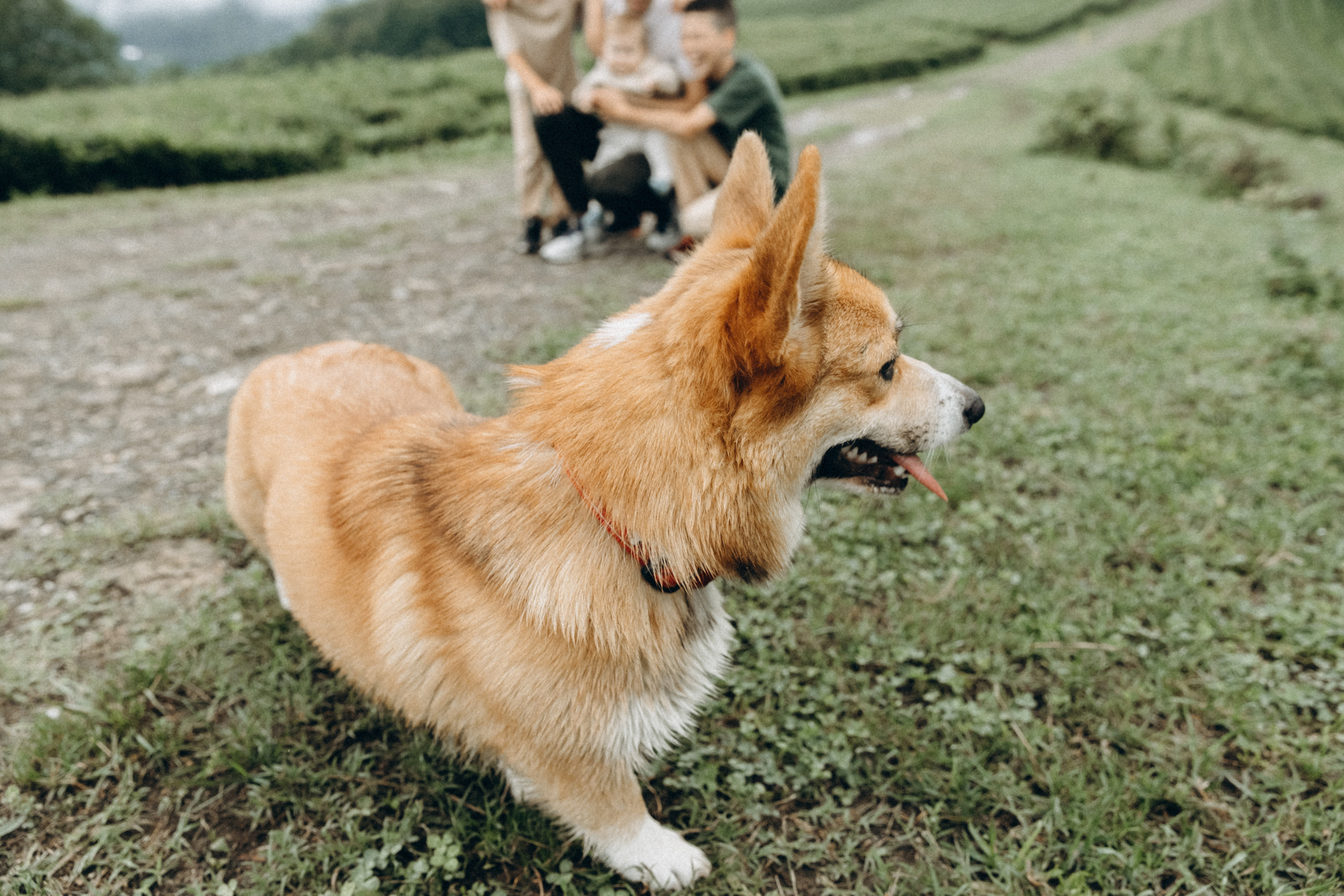 Дмитрий, Алия, Платон, Глеб, Радислав, Герман и Юмми. Фотограф Сочи Адлер Красная Поляна Ошутина Анастасия