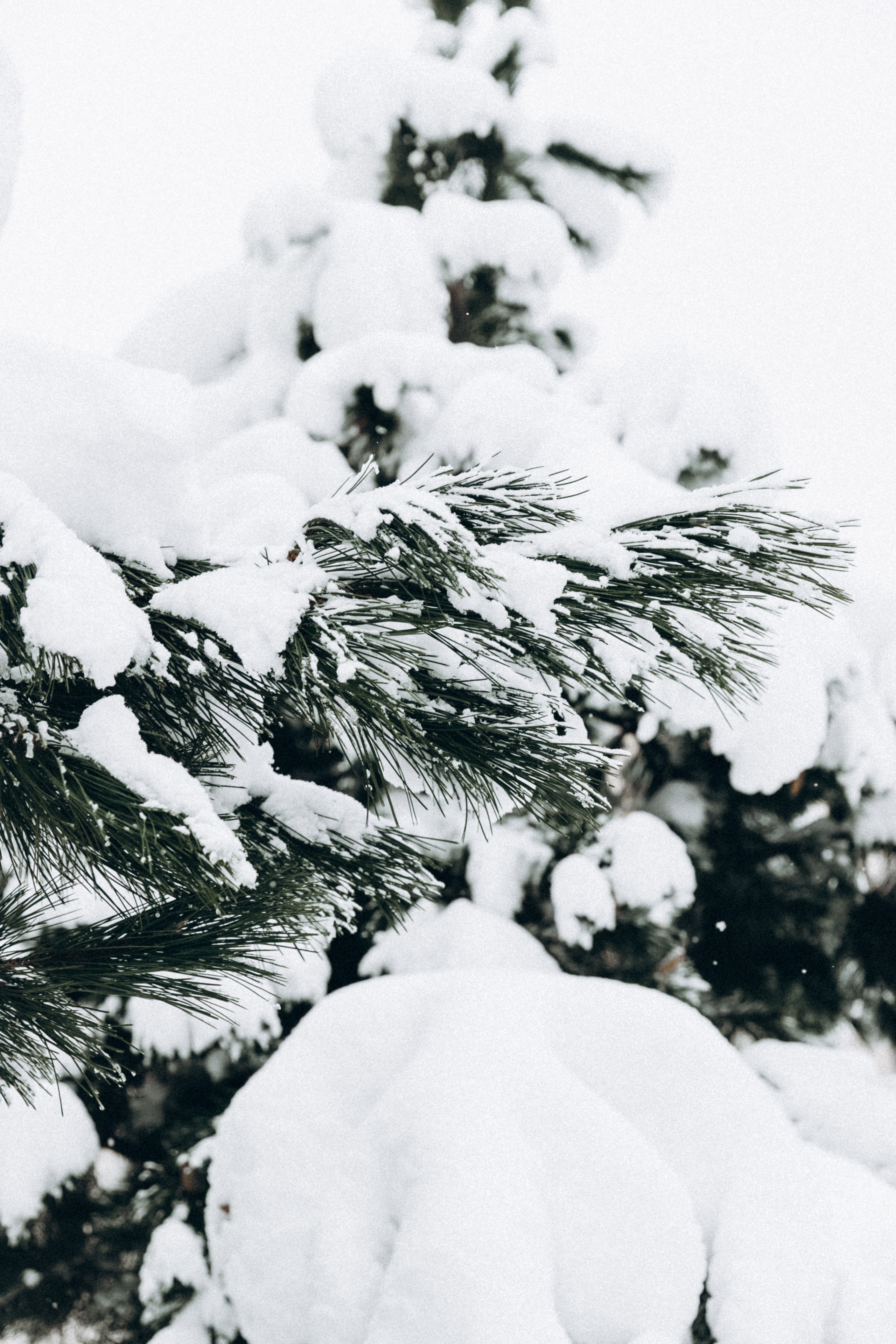 Светлана и Александр, Стеша и Ванюша. Фотограф Сочи Адлер Красная Поляна Ошутина Анастасия