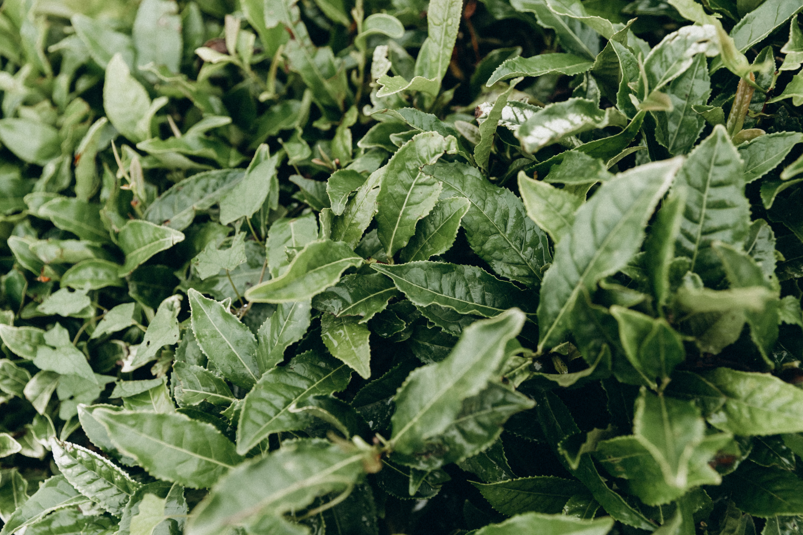 Дмитрий, Алия, Платон, Глеб, Радислав, Герман и Юмми. Фотограф Сочи Адлер Красная Поляна Ошутина Анастасия