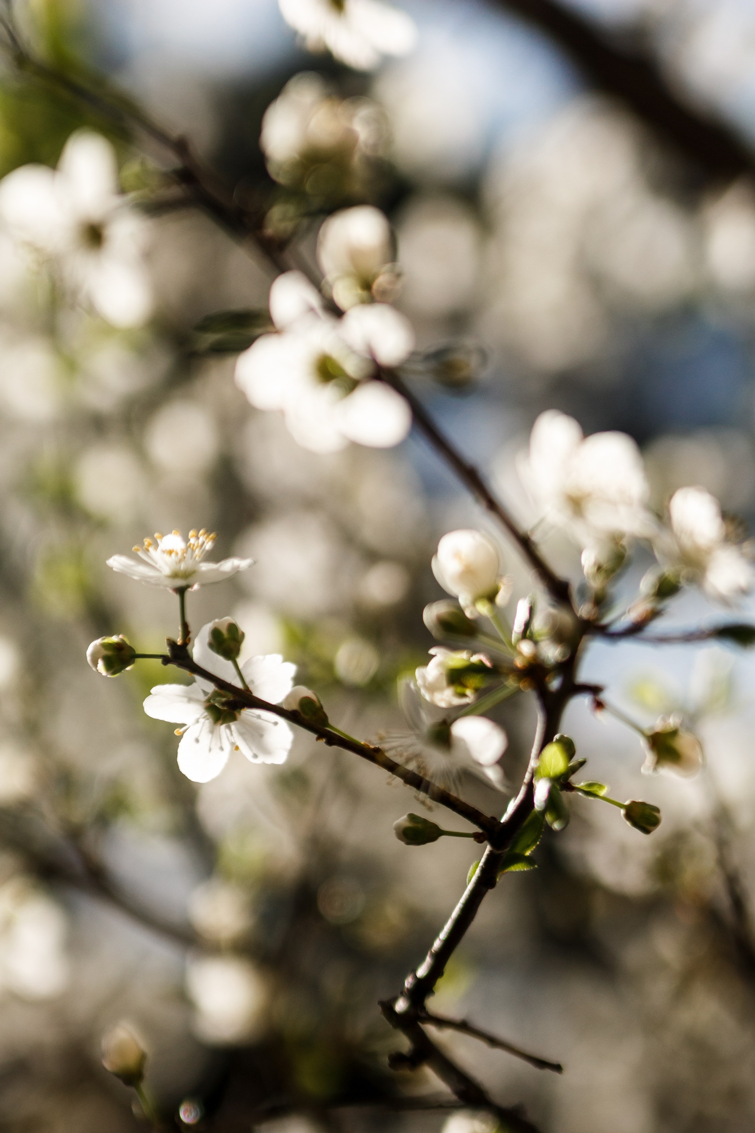 Весна. Катя Цвет