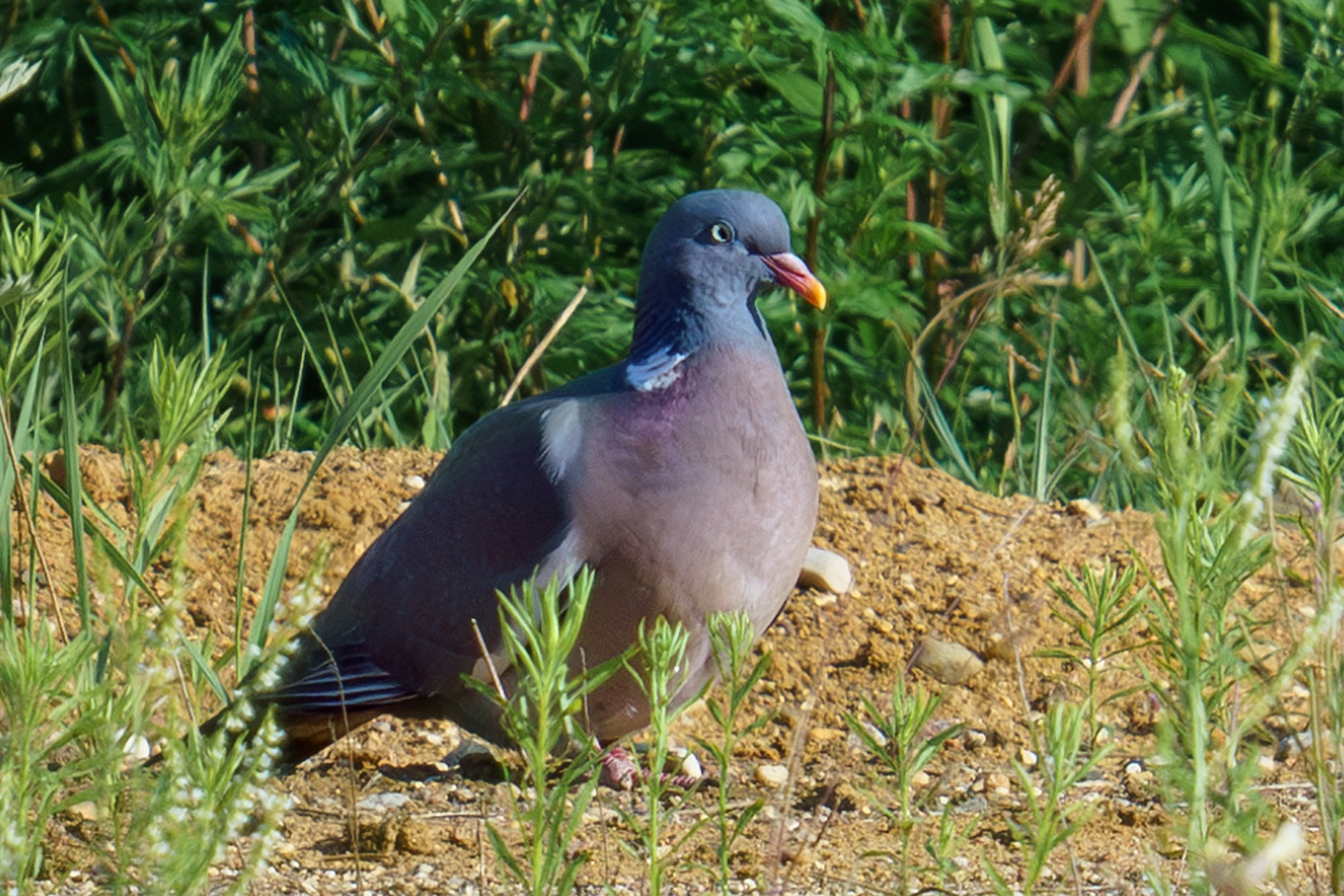 Удивительные мир птиц. Вокруг нас столько прекрасного — присмотритесь!. Ваш личный фотограф Марина Волкова