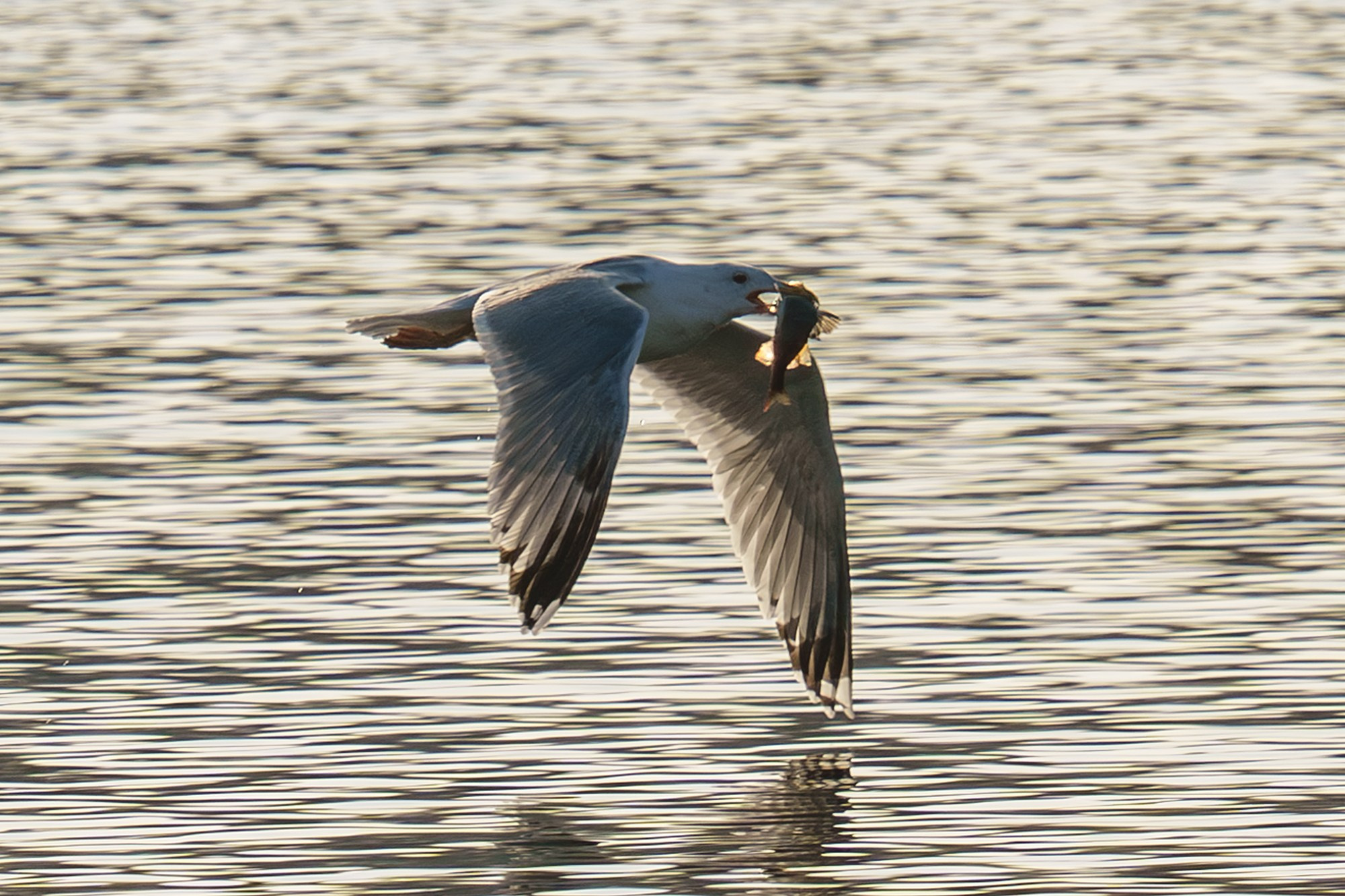 Удивительные мир птиц. Вокруг нас столько прекрасного — присмотритесь!. Ваш личный фотограф Марина Волкова