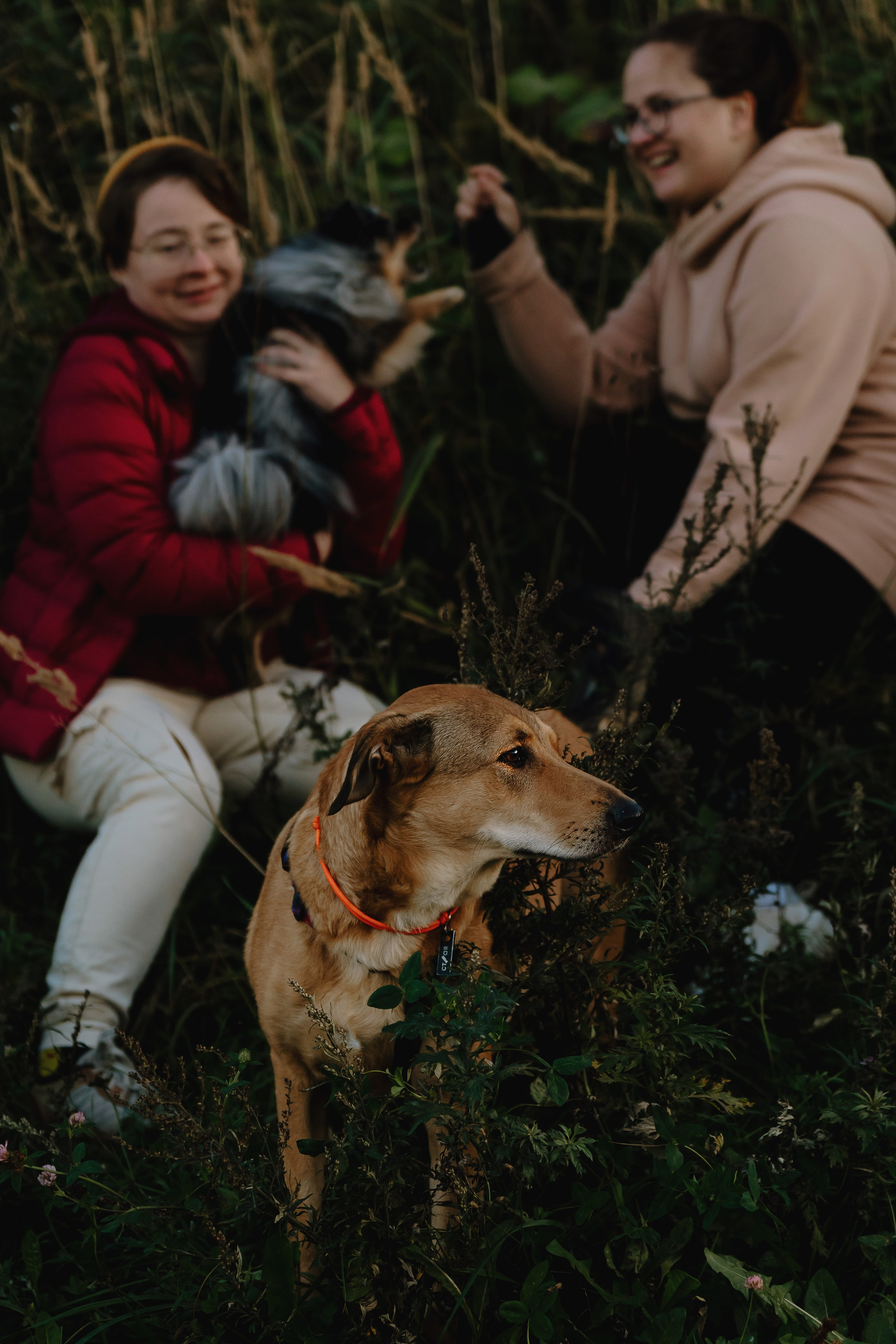 Семейная фотосессия с двумя собаками на закате. Фотограф анималист в Спб недорого Олеся Майорова