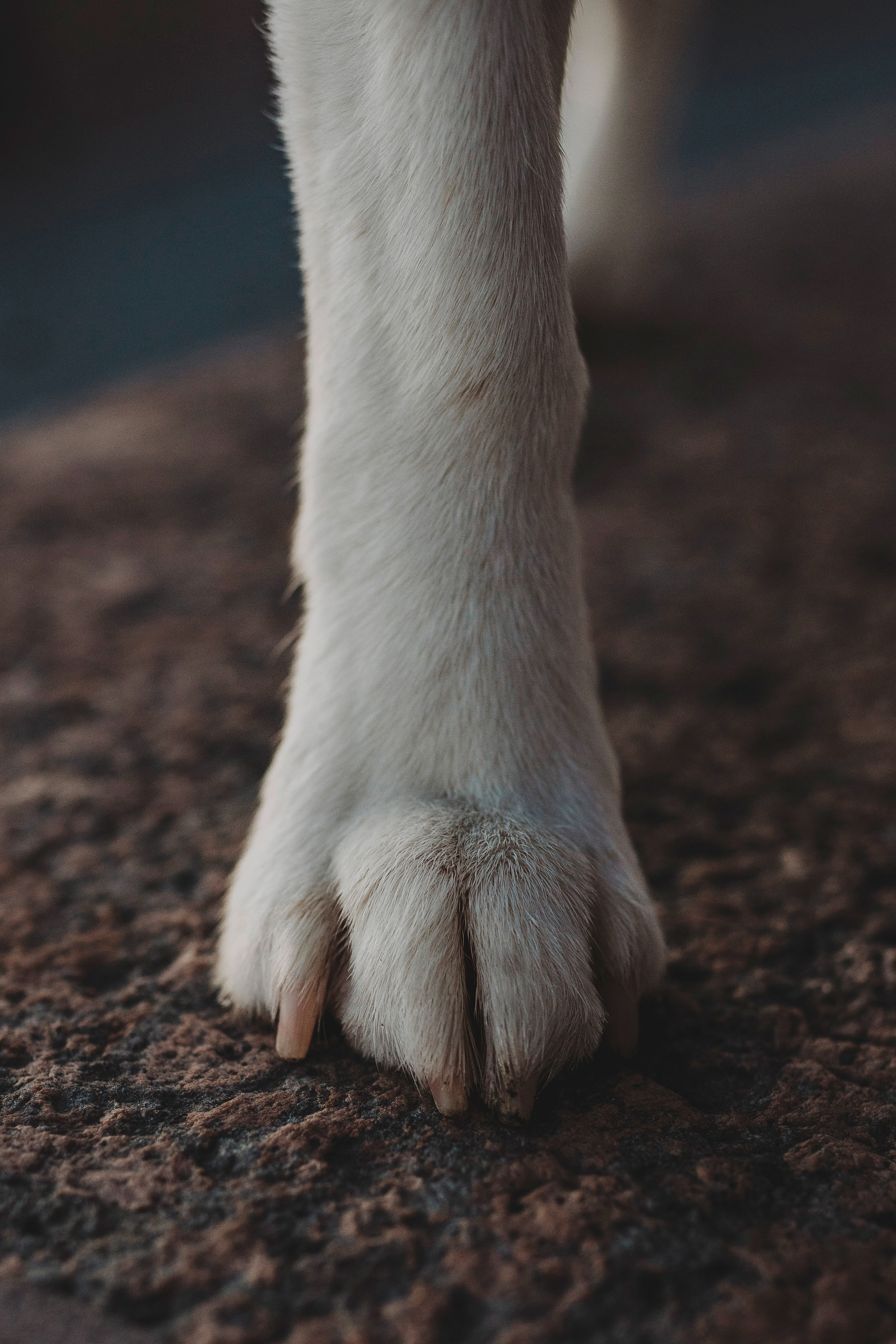 Ксения и Гаечка. Фотограф анималист в Спб недорого Олеся Майорова