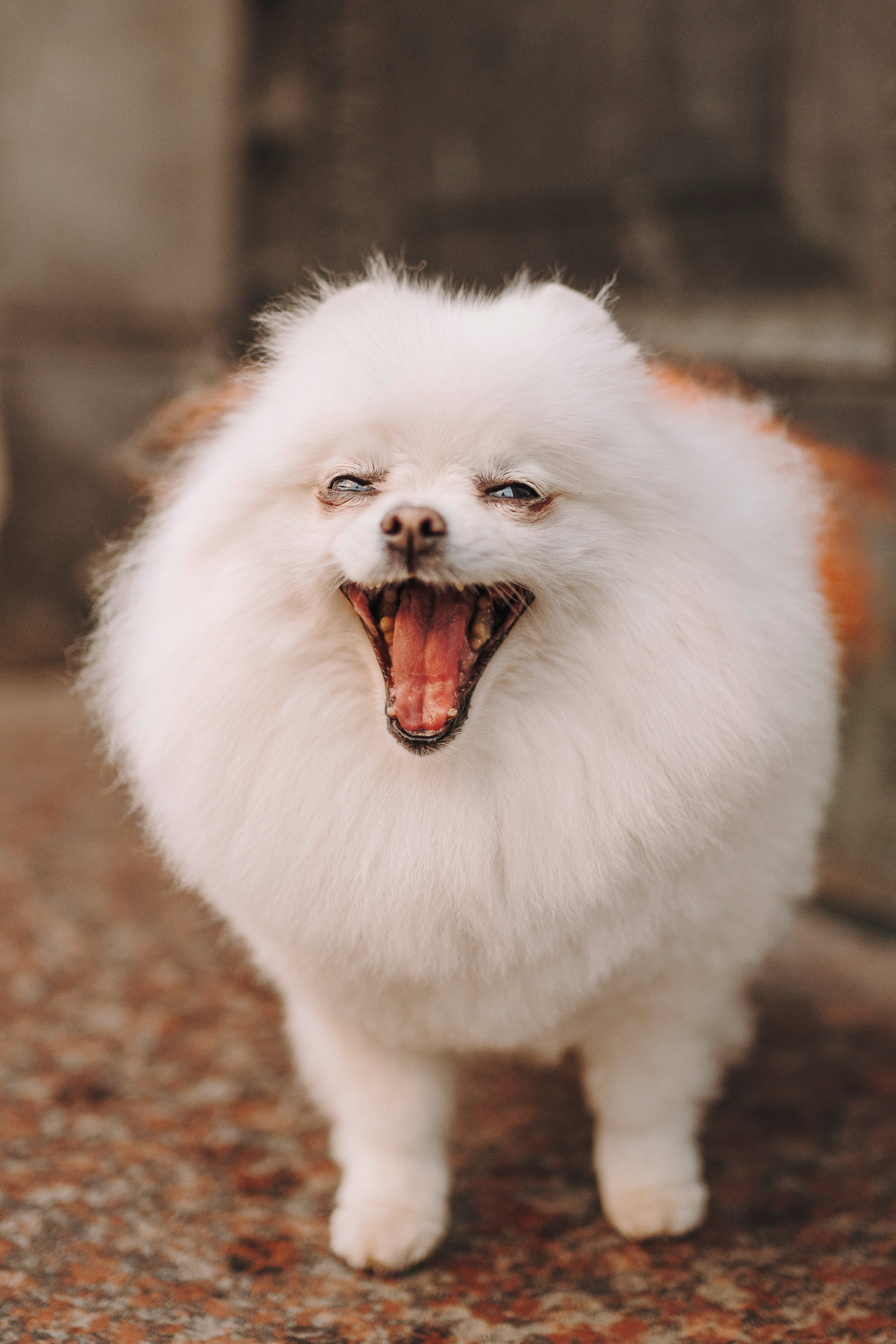 Фотосессия с померанским шпицем. Фотограф анималист в Спб недорого Олеся Майорова