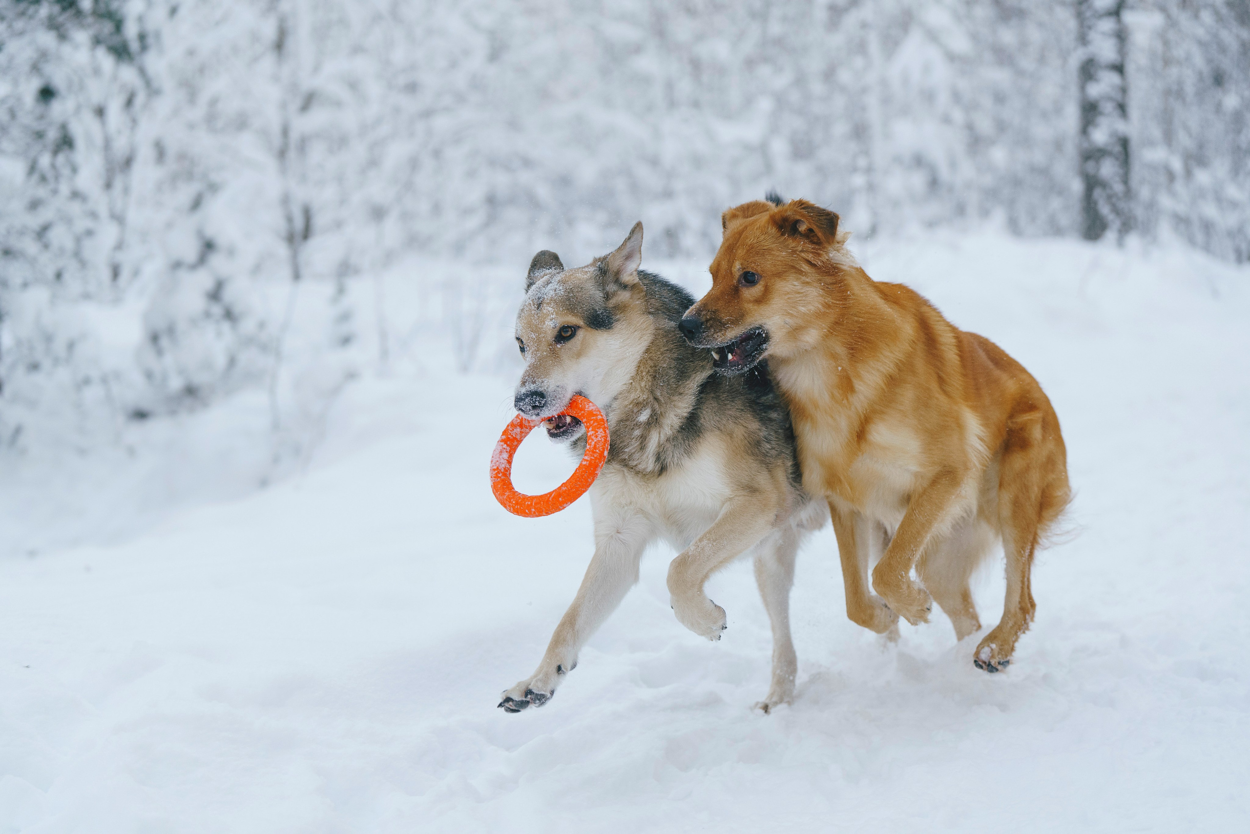 Рэй, Кузя, Ольга и Александр. Фотограф анималист в Спб недорого Олеся Майорова