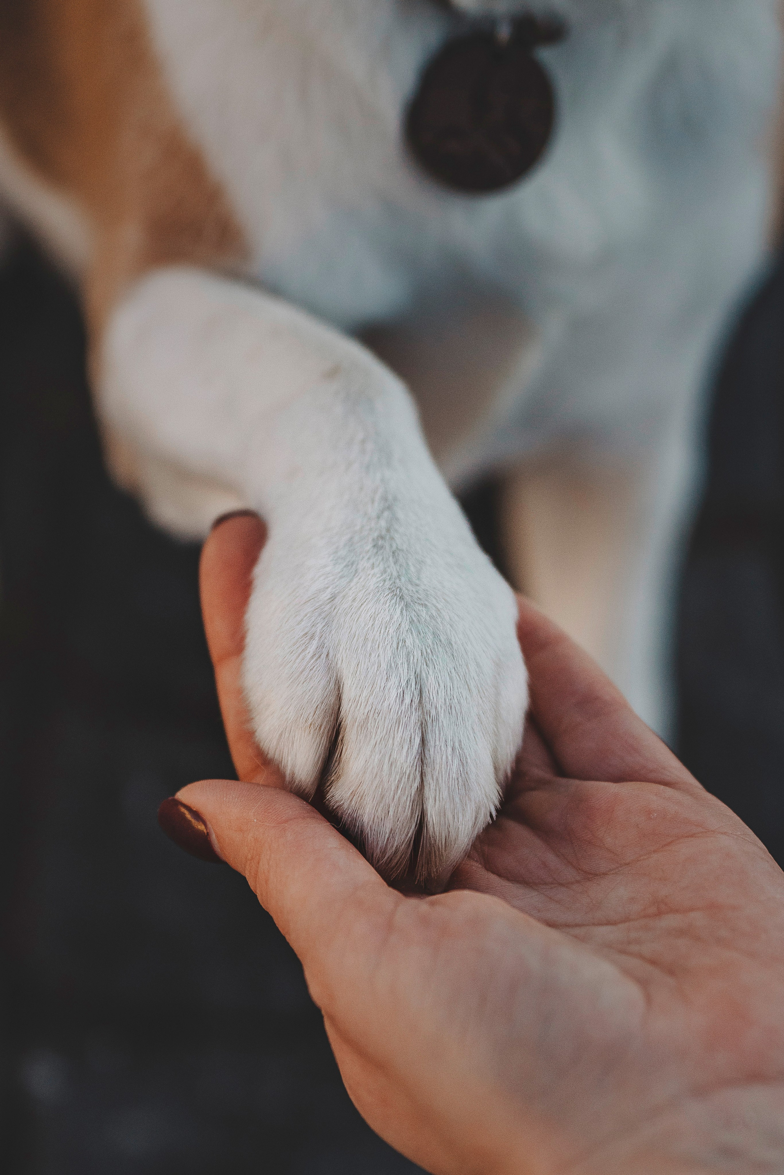 Ксения и Гаечка. Фотограф анималист в Спб недорого Олеся Майорова