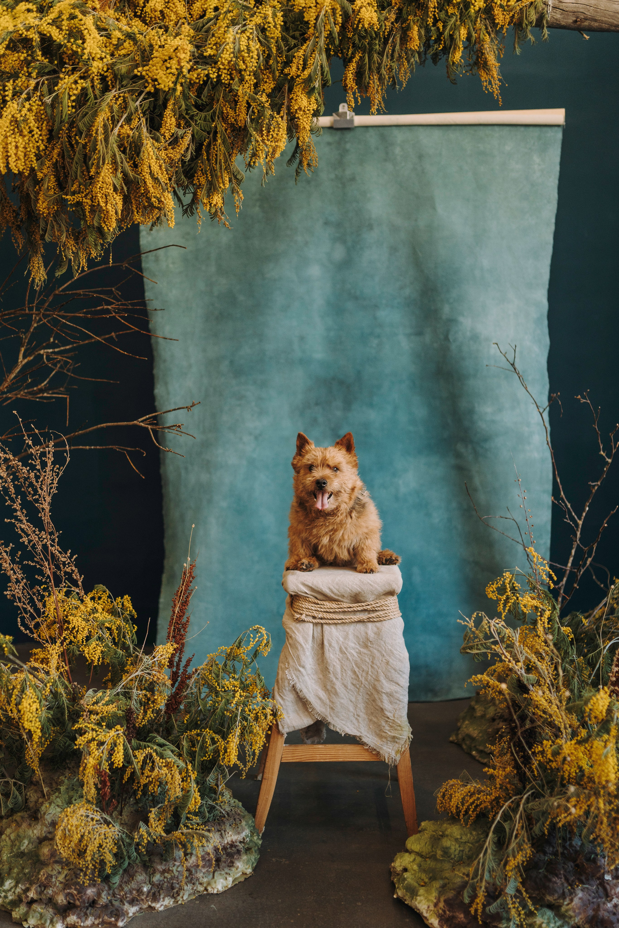 Маша и Рамси. Фотограф анималист в Спб недорого Олеся Майорова