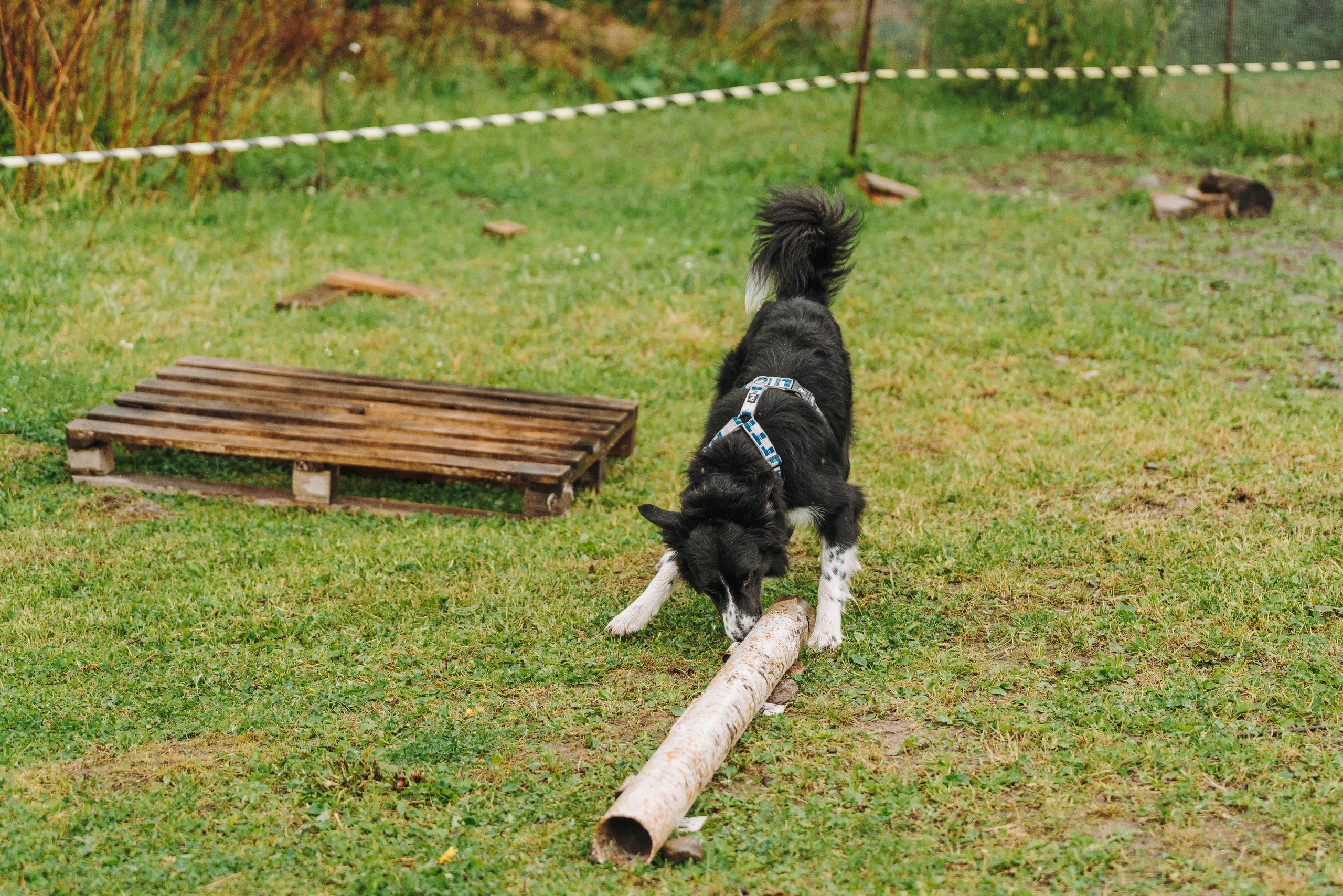 Соревнования по ноузворку в Новожилово. Фотограф анималист в Спб недорого Олеся Майорова