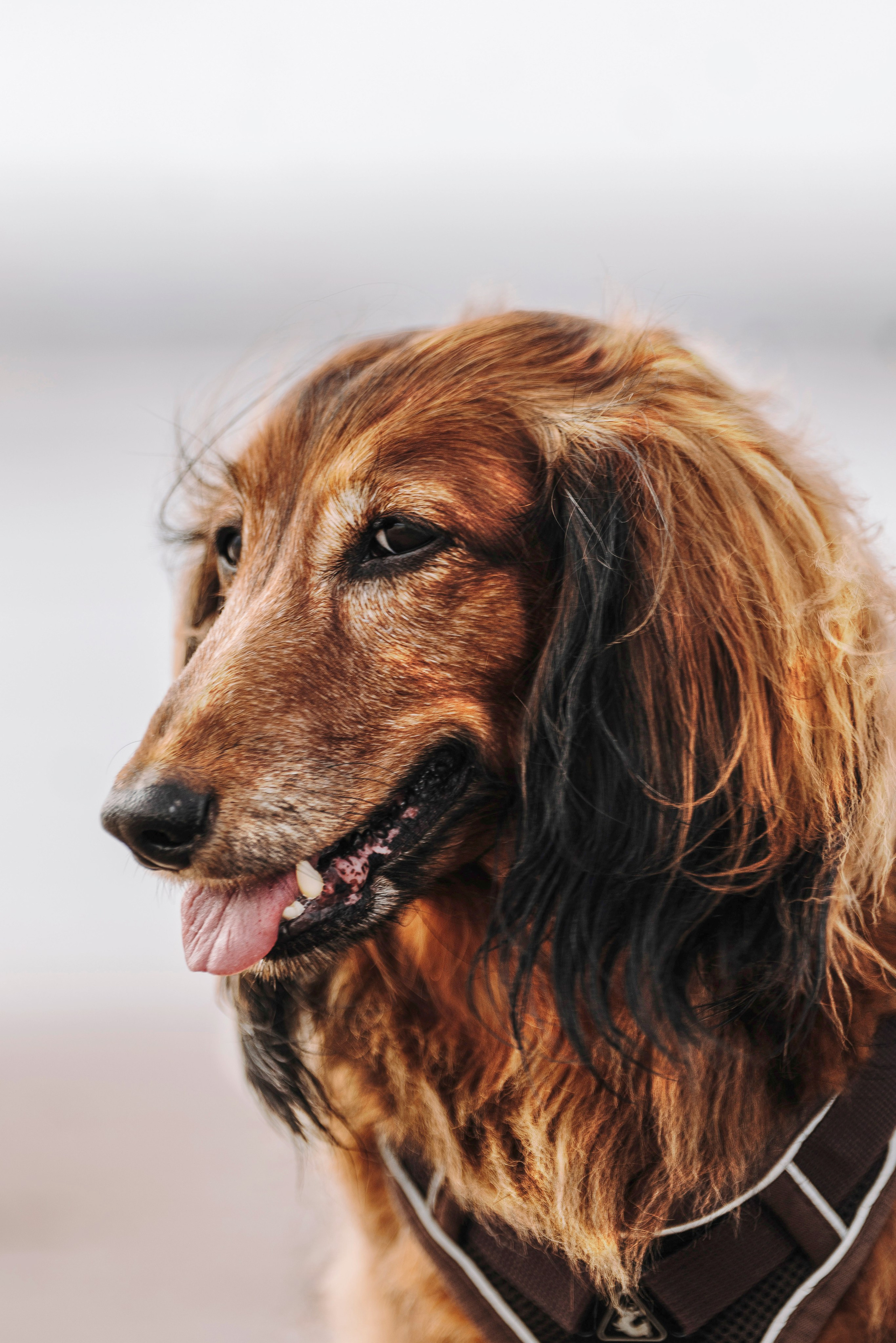 Фотосессия с длиношерстной таксой на пляжн. Фотограф анималист в Спб недорого Олеся Майорова
