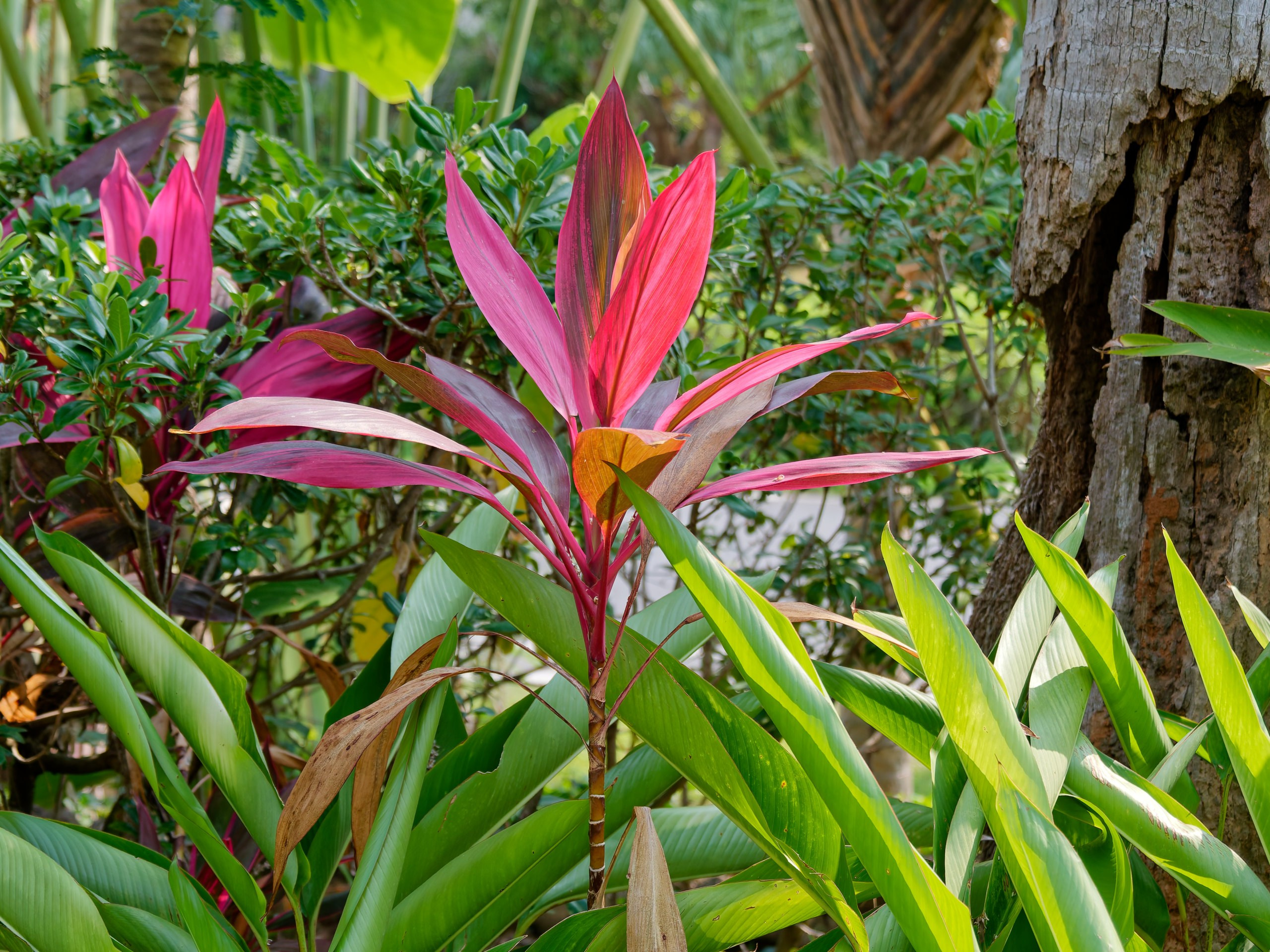 Хайнань 2026, флора, цветы и деревья. Фотопрогулки по Миру