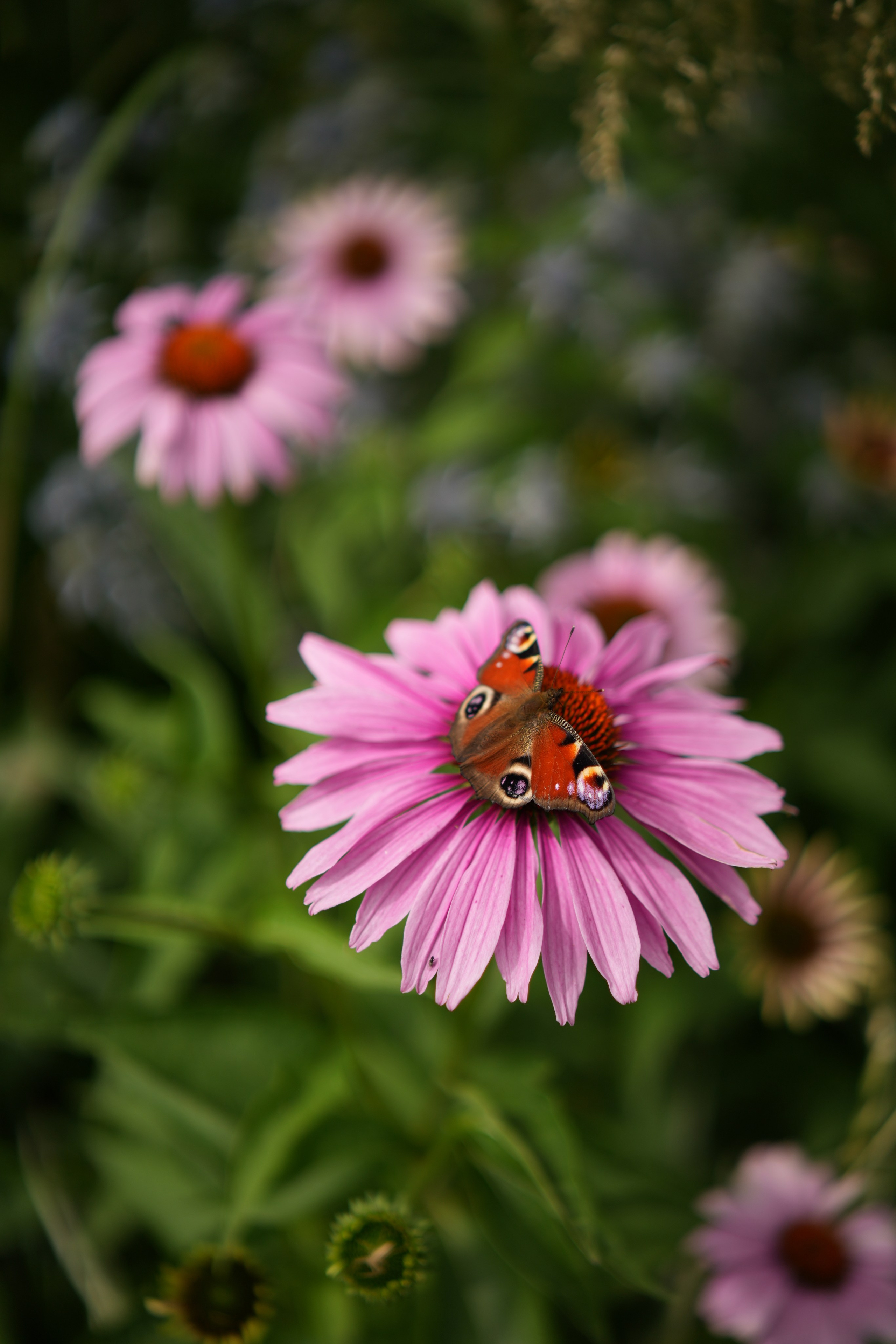 Люда + Паша: полная серия (пакет 8 часов). BYFOX STUDIO 68 — фото и видеосъёмка Тамбов, Москва, Воронеж, Липецк