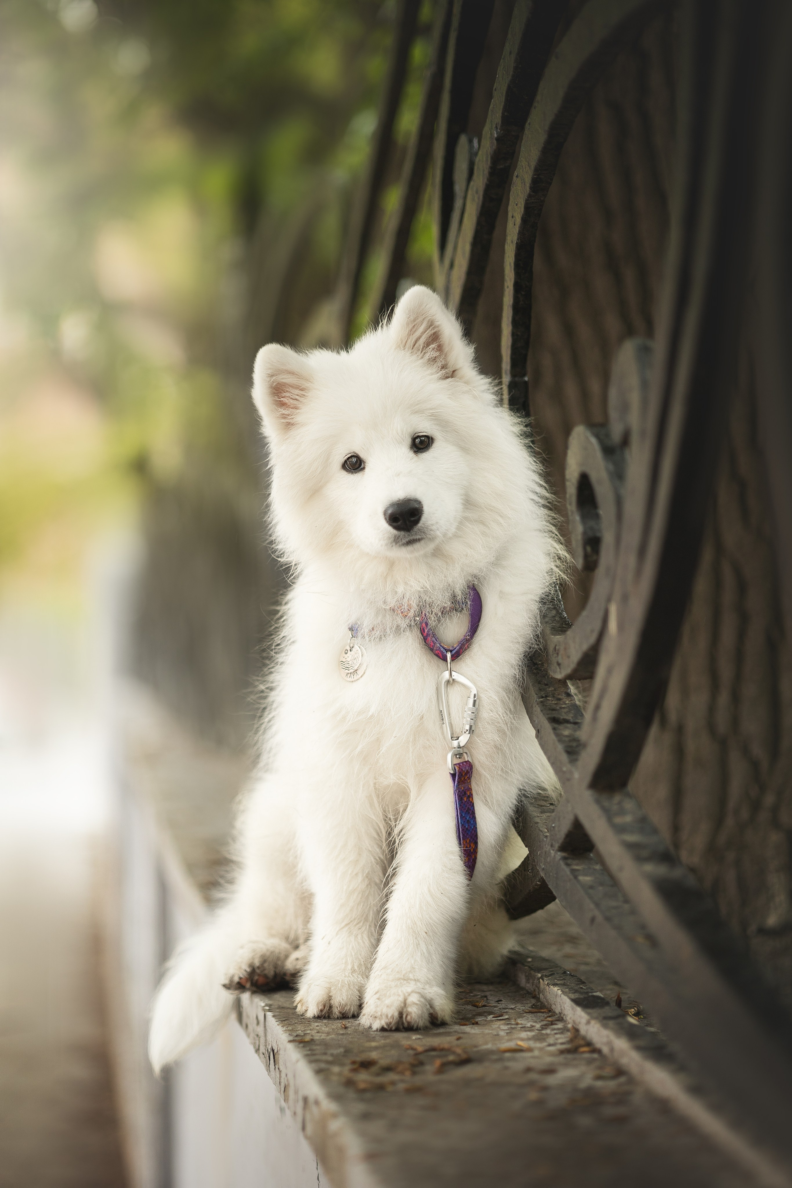 Кая и Даяна. Фотограф анималист в Москве Майорова Евгения
