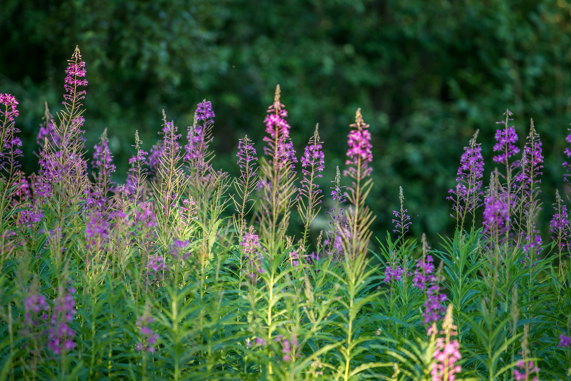 ЛЕГКИЕ КРЫЛЬЯ ЛЮБВИ. Фотограф Дмитрий Грант