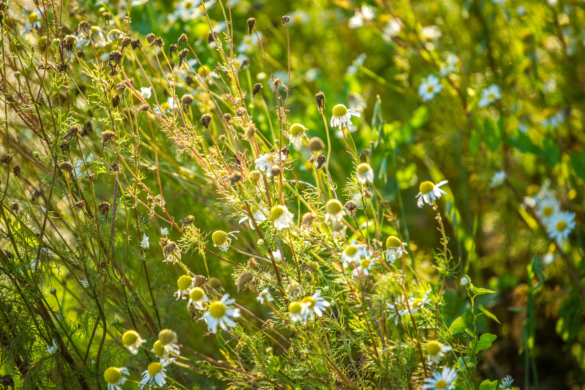 ЛЕГКИЕ КРЫЛЬЯ ЛЮБВИ. Фотограф Дмитрий Грант