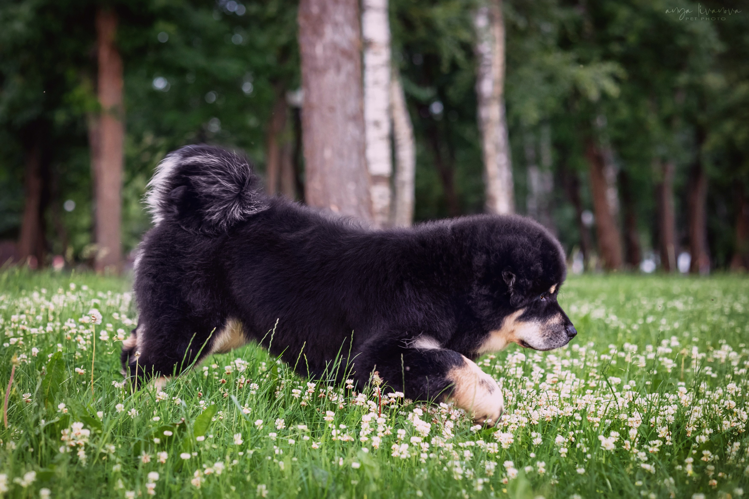 Лео. Фотограф анималист Аня Ливанова | Рыбинск