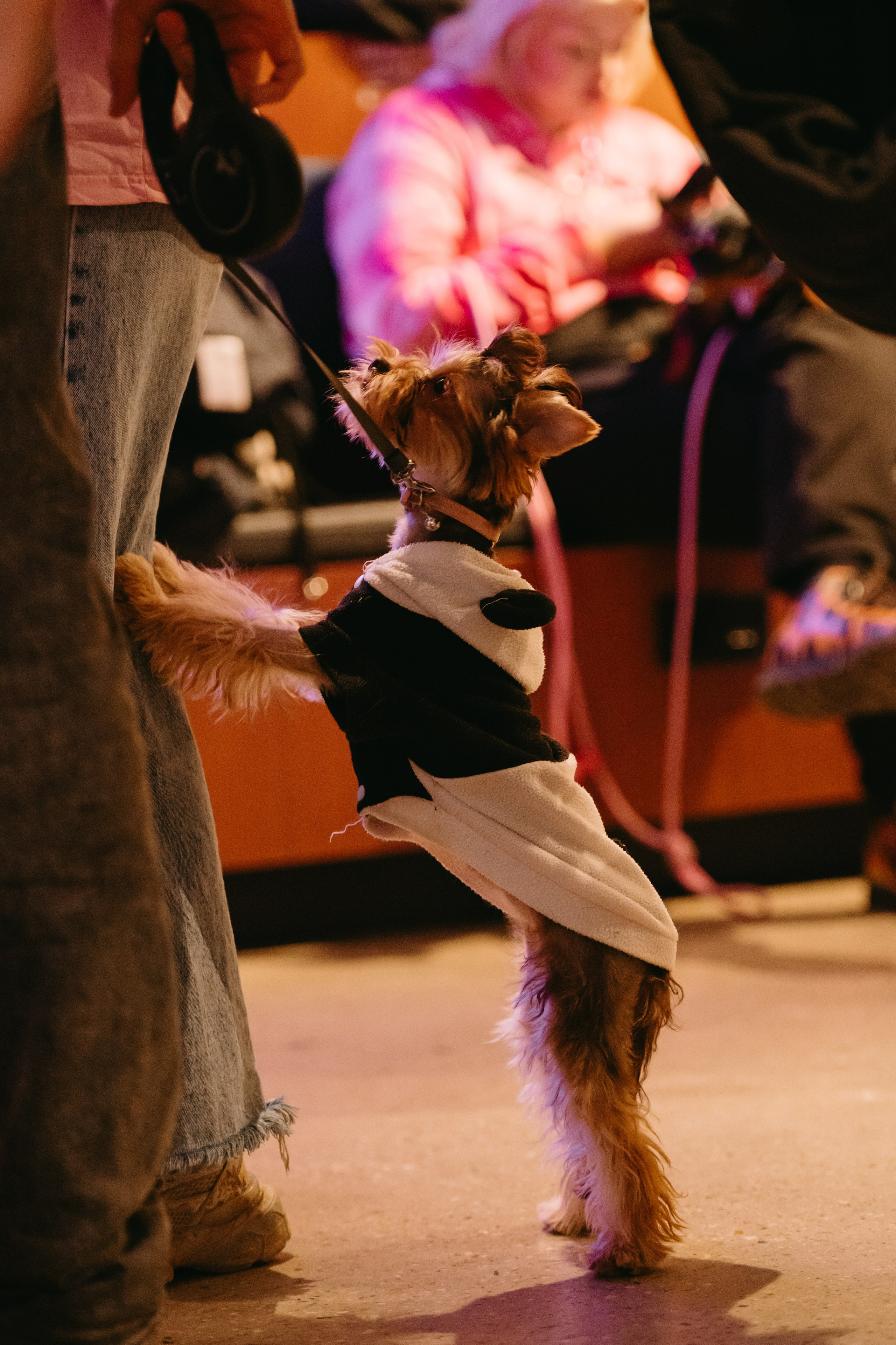 Frisky Dog Day. Фотограф Ирина Авдеева