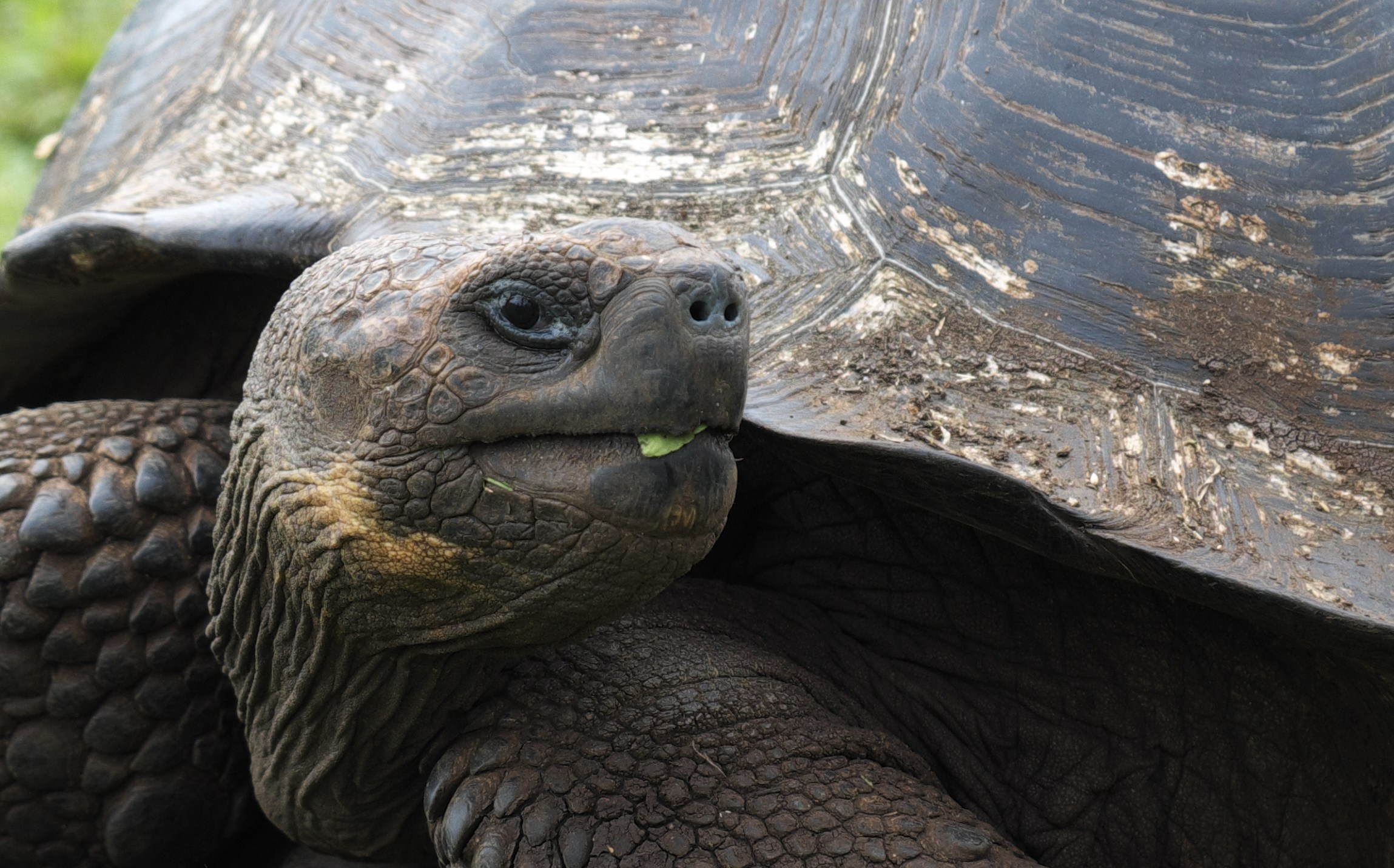 Животные. ПОБУДЬ ЗДЕСЬ И ЦЕЛЕЕ БУДЕТ ЭТОТ МИР