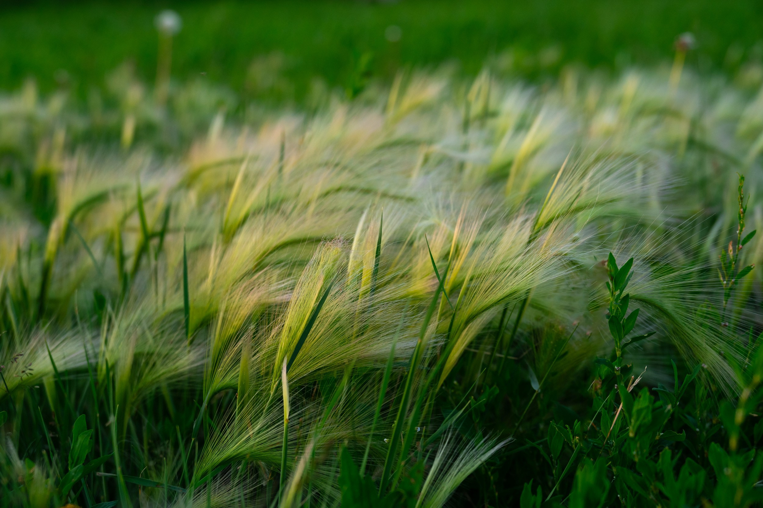 Куликово поле. Фотограф и видеооператор в Туле | Даниил Рыбак
