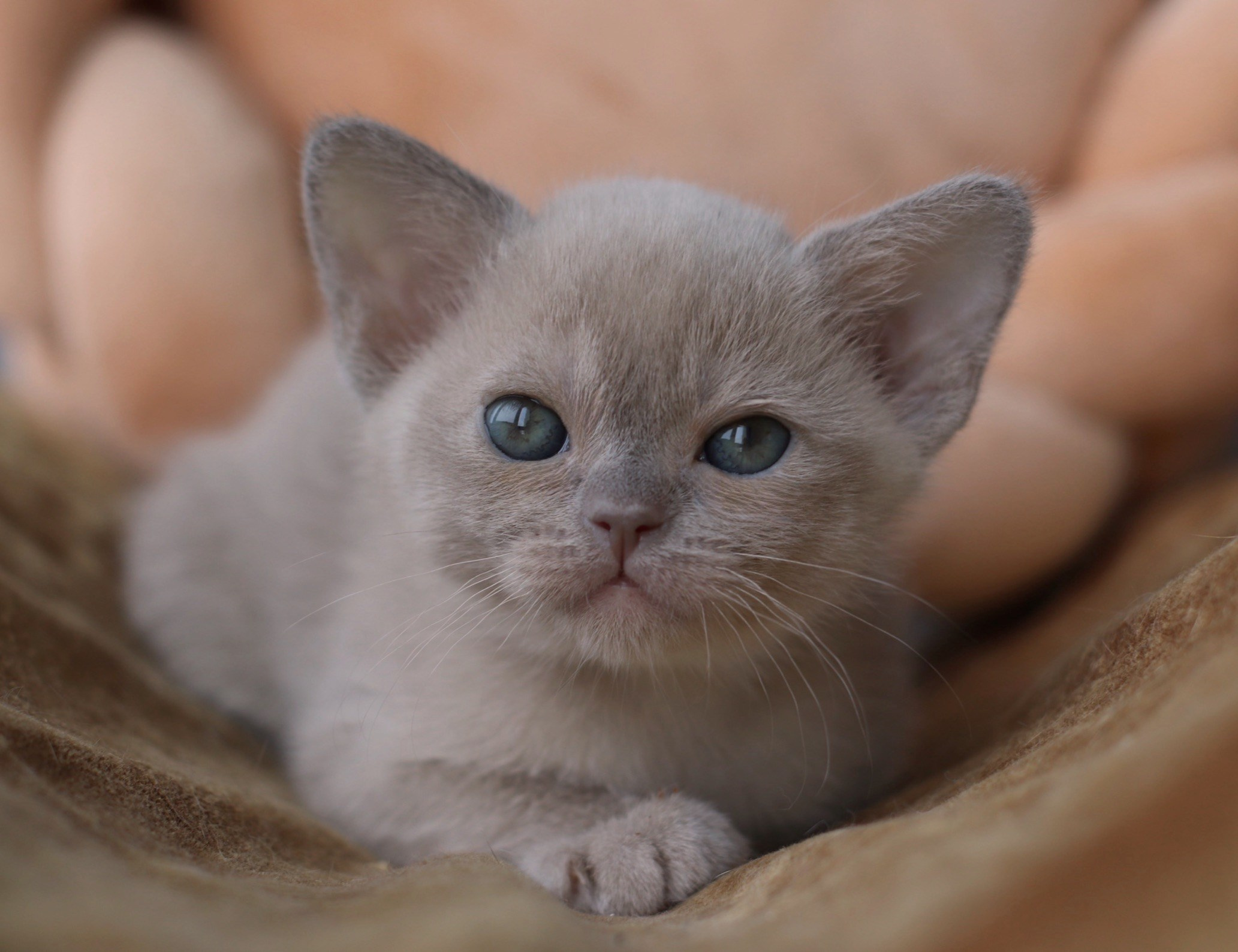 Dior BurLabella, лиловый мальчик ❌резерв