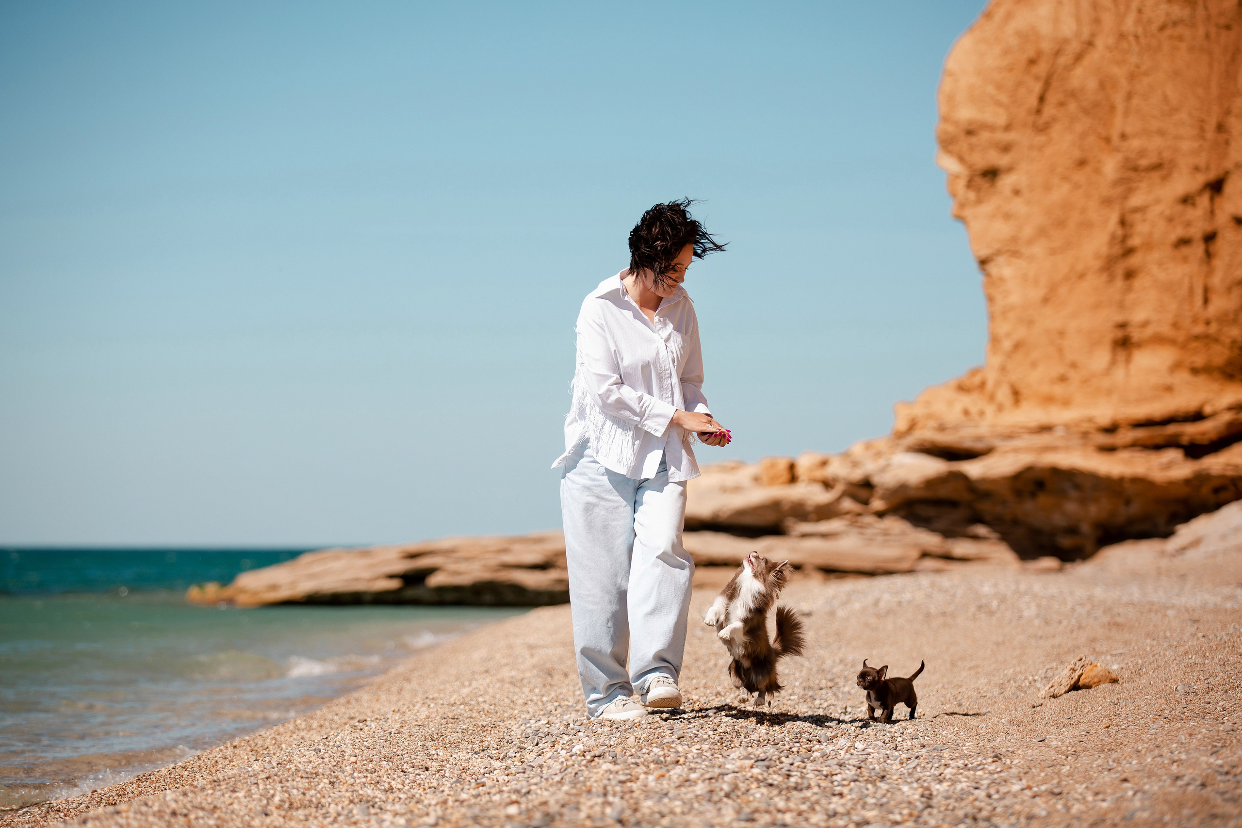Веймаранер и чихуахуа в Крыму. Фотограф-анималист в Краснодаре Маша Мельникова