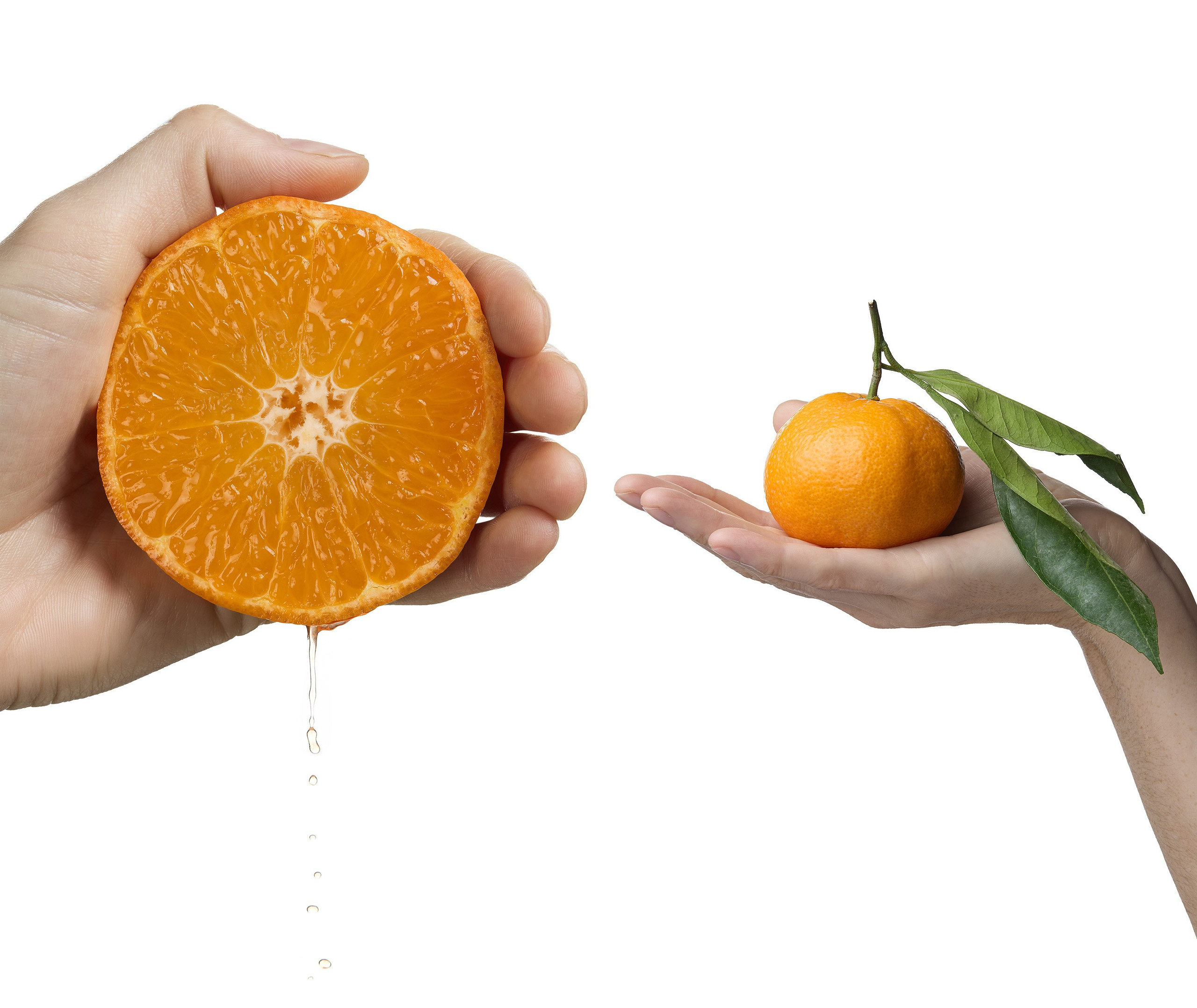 Фуд-фотография