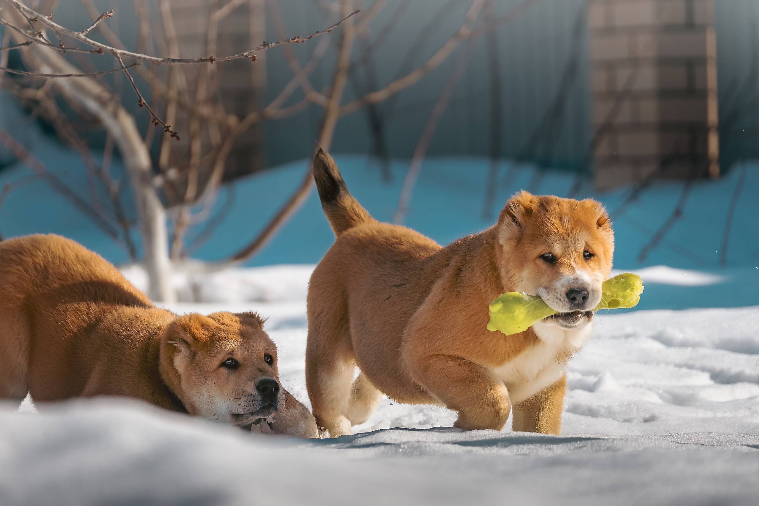 Щенки/котята. Фотограф-анималист Нижний Новгород