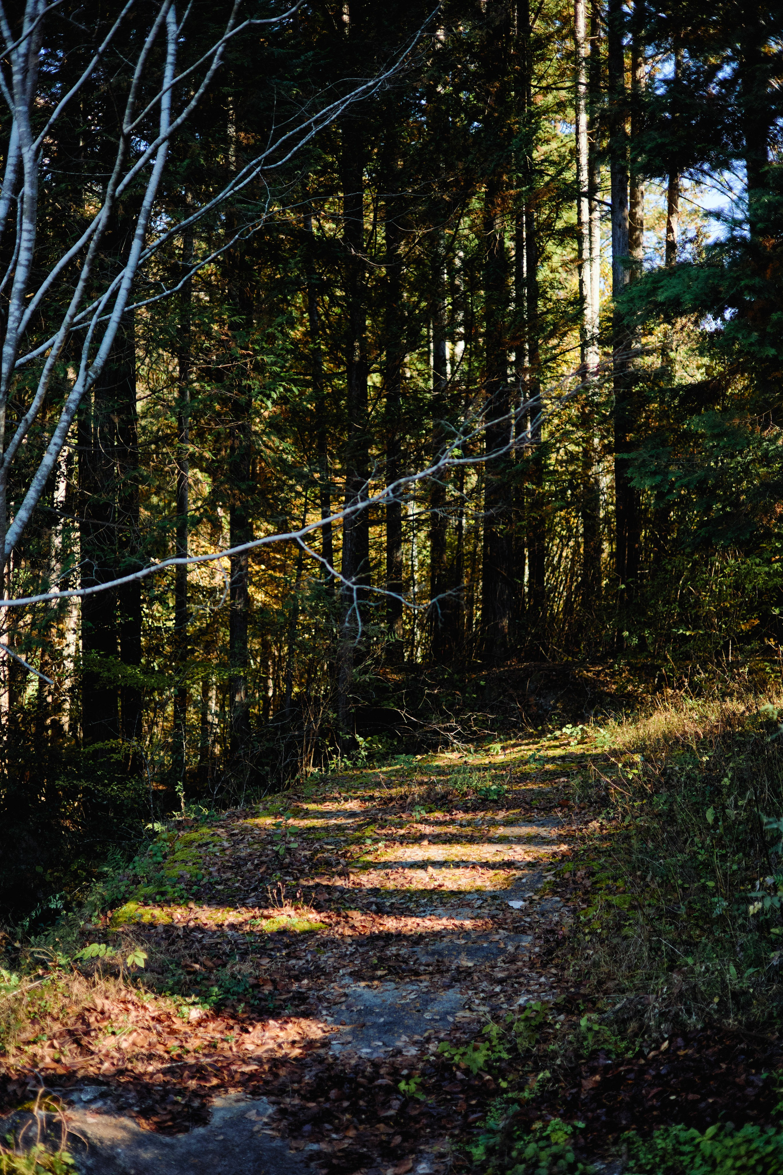 Япония. Профессиональный Фотограф во Владимире, в Москве и в Суздале — Полина Романычева