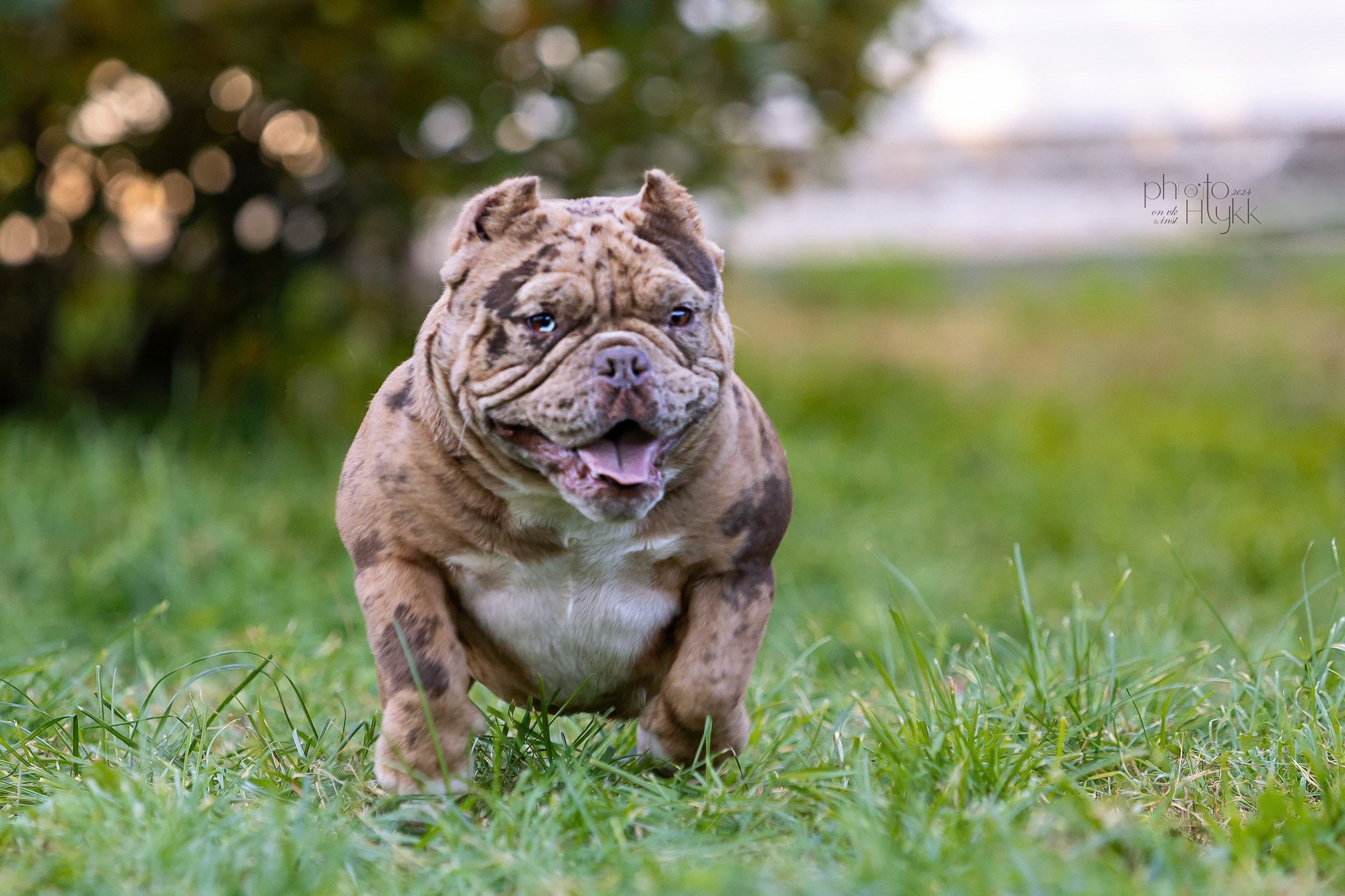 Американские булли. Htykk_photo