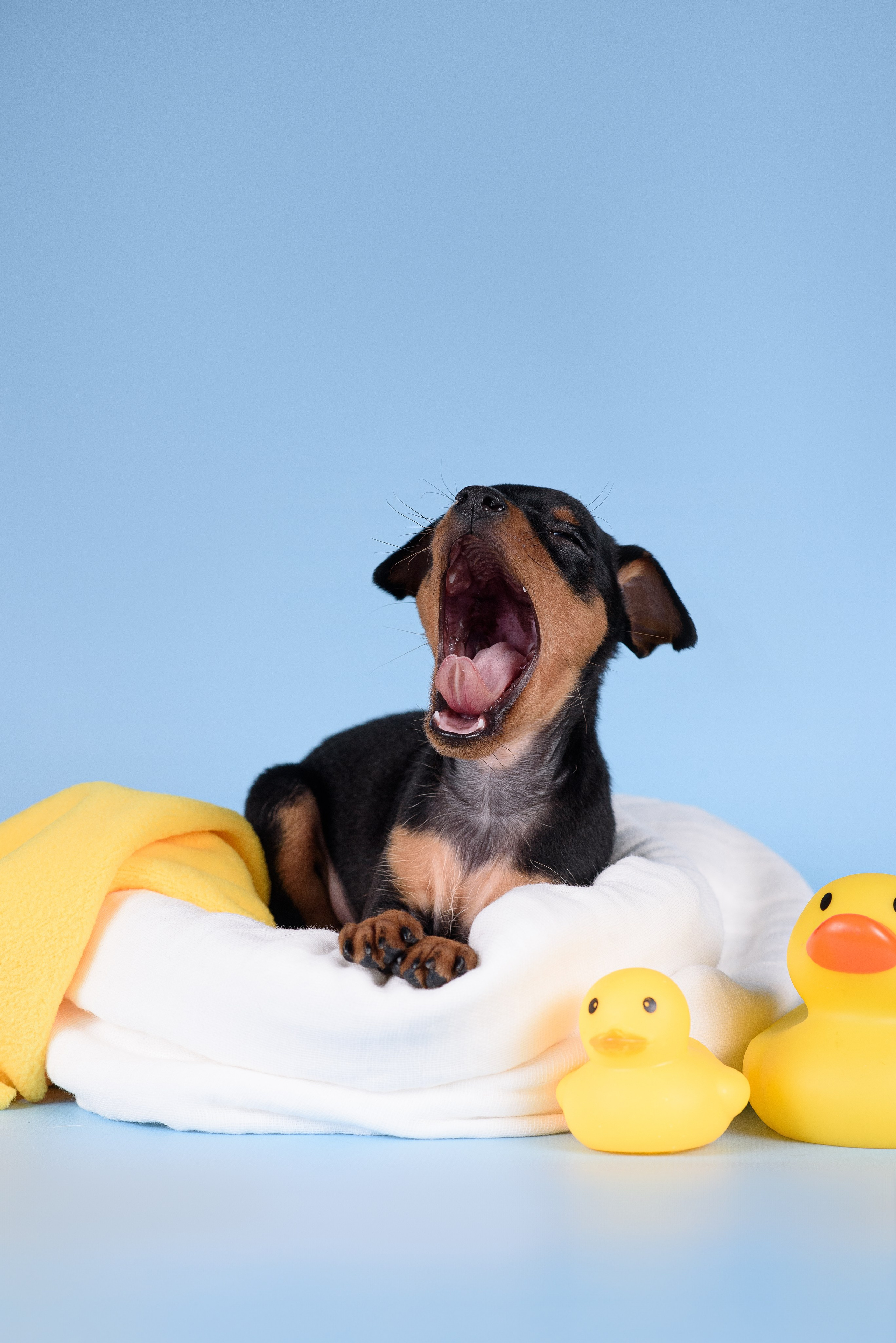 Щенки Пражских крысариков -13.04.2024. Фотограф — Анималист | Анна Абрамова