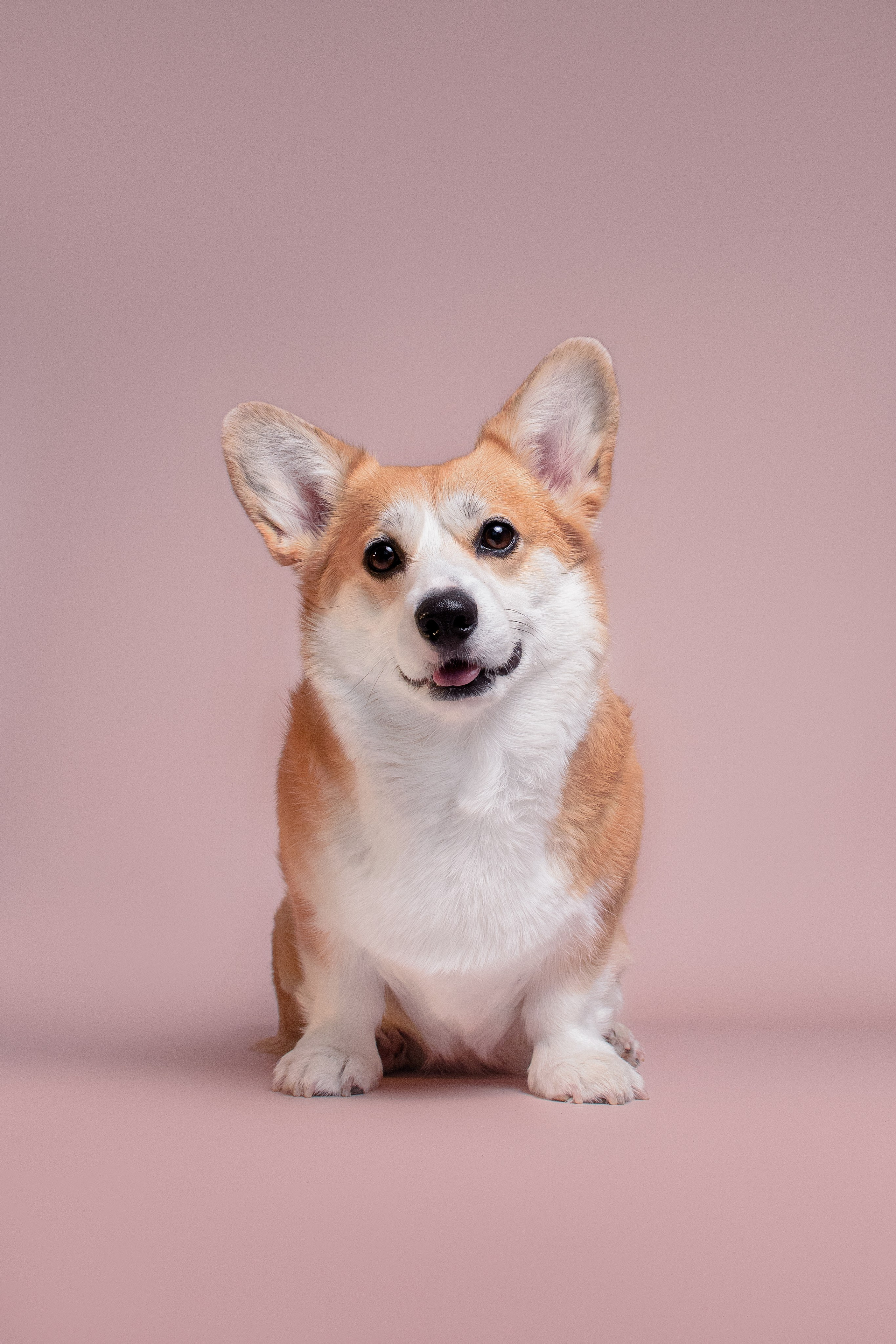 Лея съемка на однотонном фоне — 2024. Фотограф — Анималист | Анна Абрамова