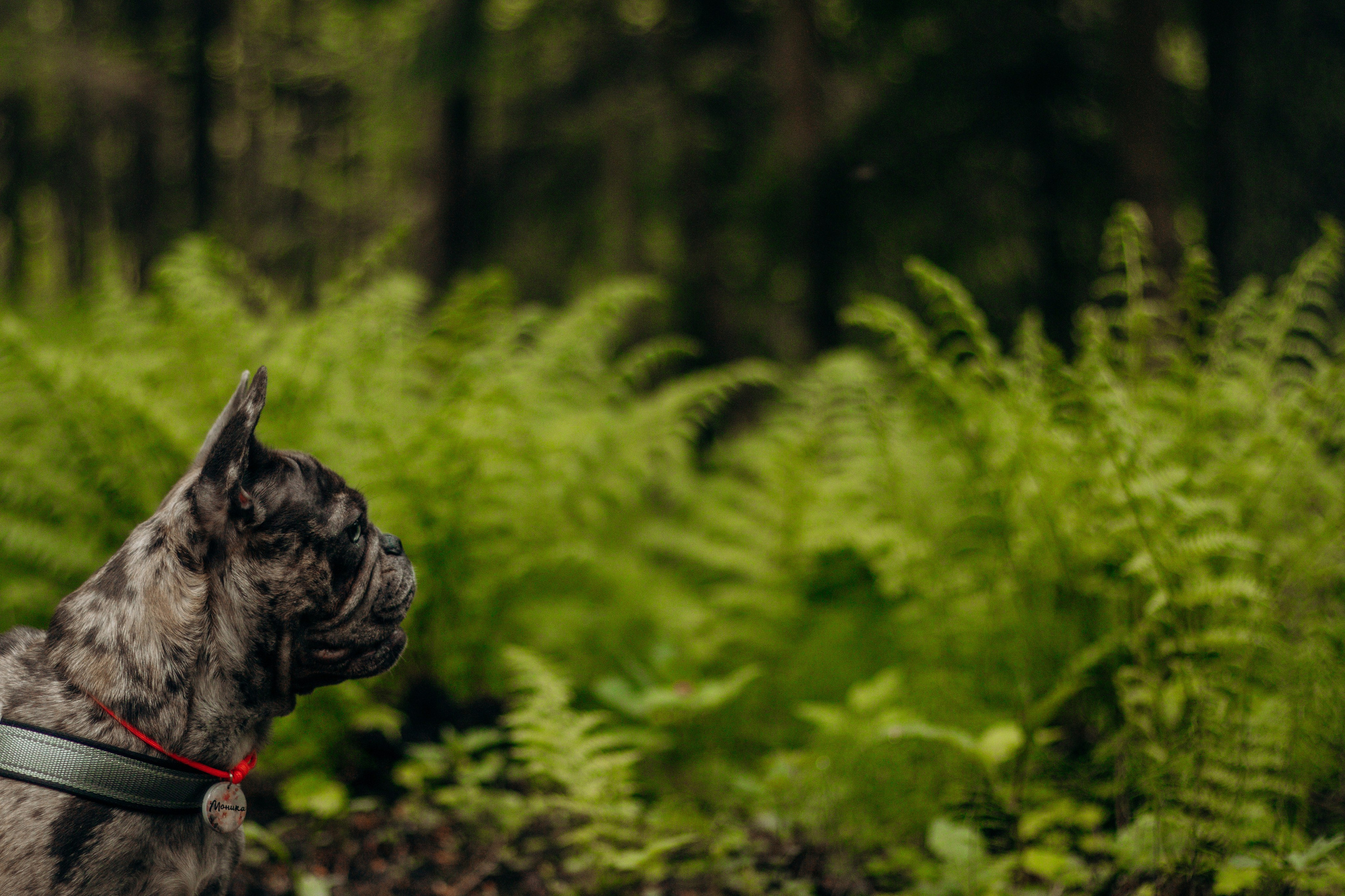 Алёна и Моника. Фотограф-анималист в Санкт-Петербурге