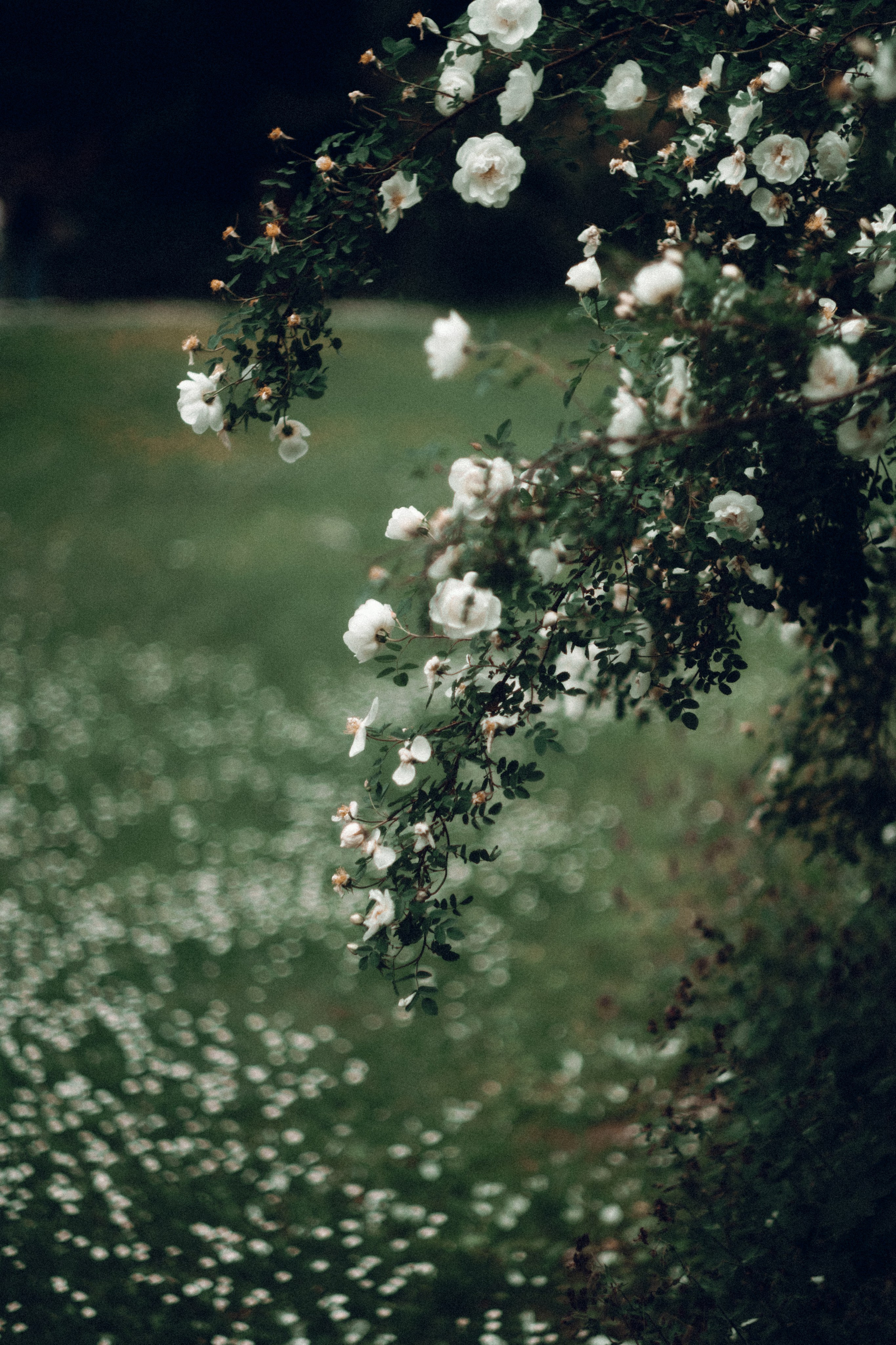 Botanical. Портретный и свадебный фотограф в Москве и Санкт-Петербурге. Учитель фотографии онлайн и оффлайн