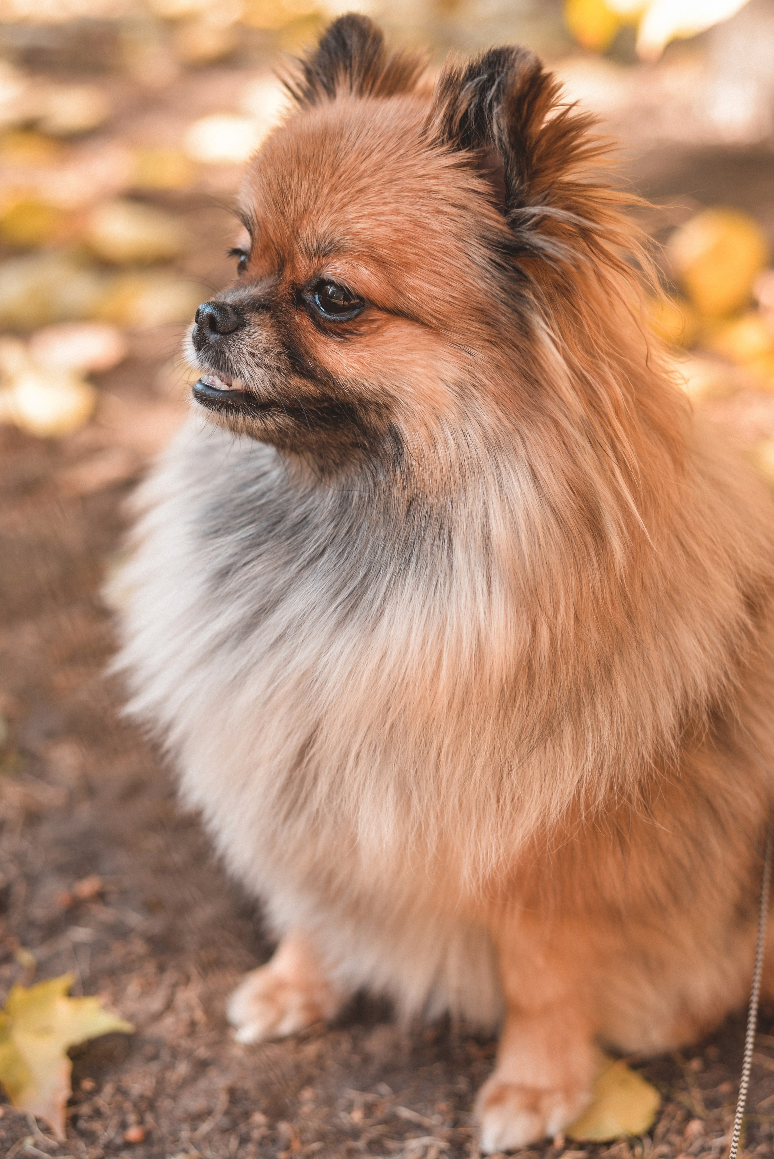 Алина с Кнопкой прогулка. Семейный и свадебный фотограф Галина Абакумова, фотосессии в Белгороде