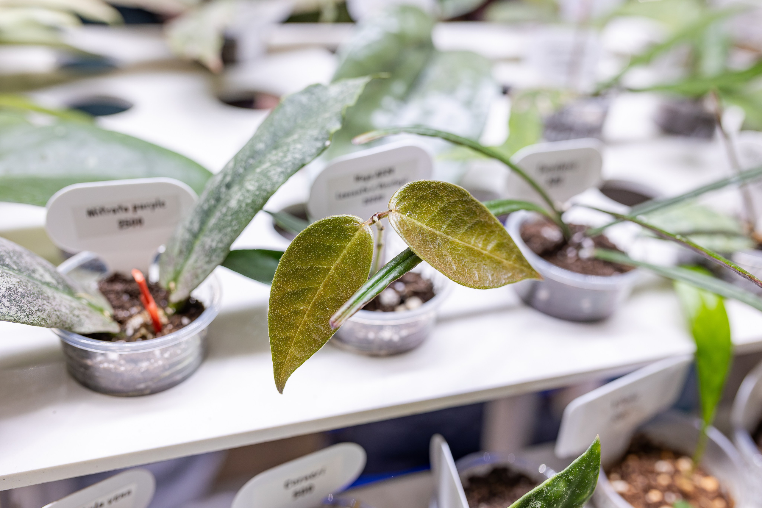 Монстериум апрель 2026. Александра Куликова фотограф, Москва