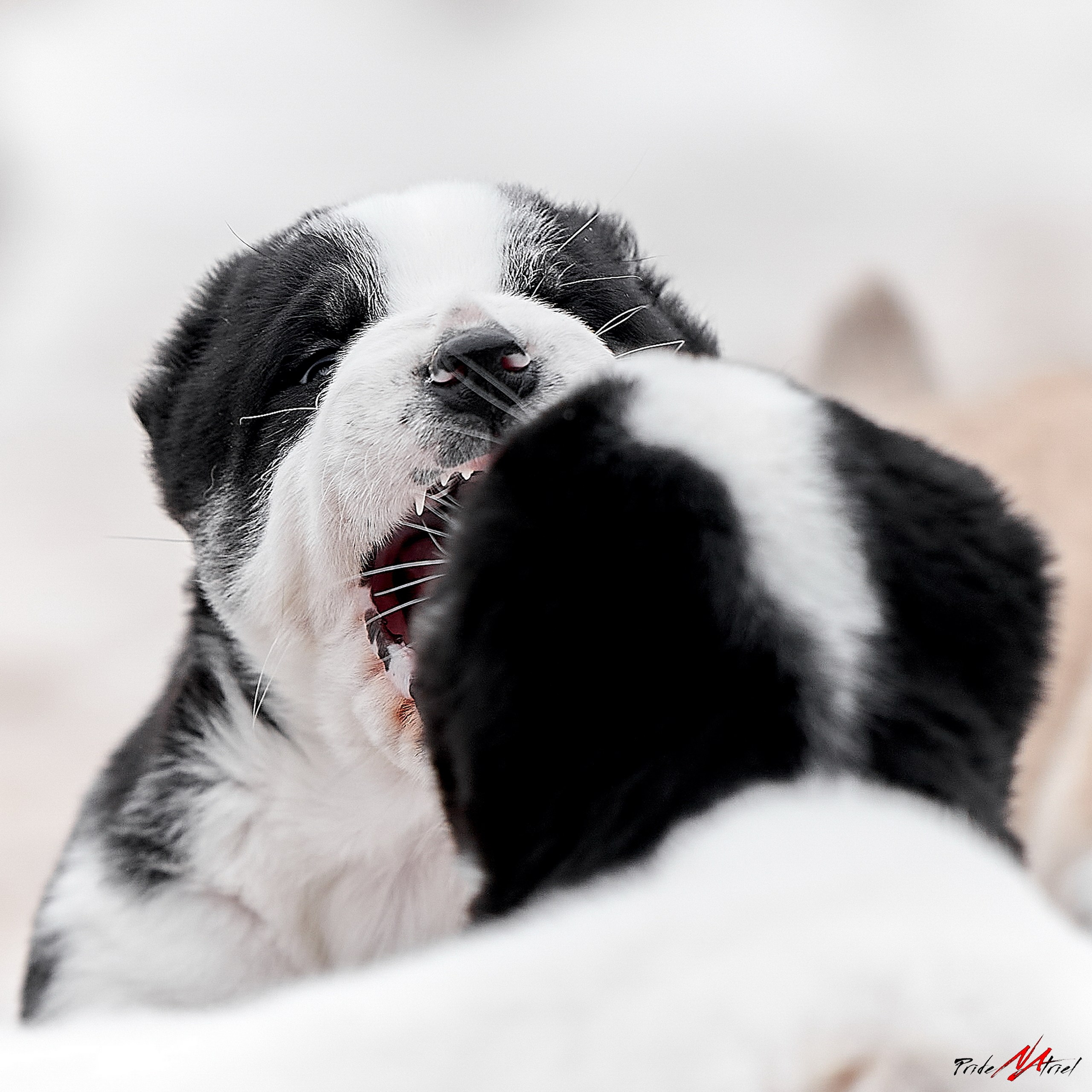 Щенки на прогулке — галерея NATRIEL