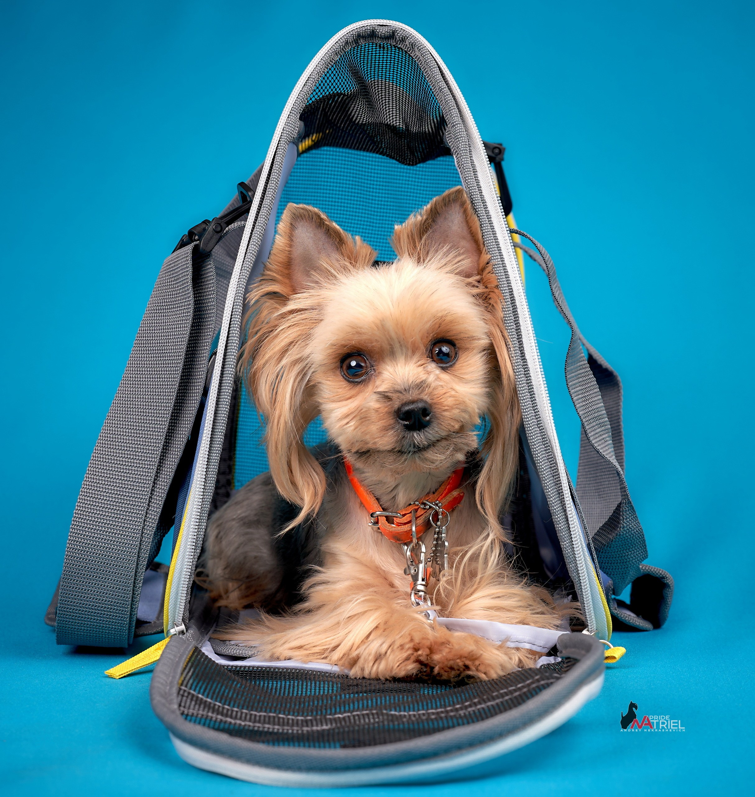 Реклама с животными — галерея NATRIEL