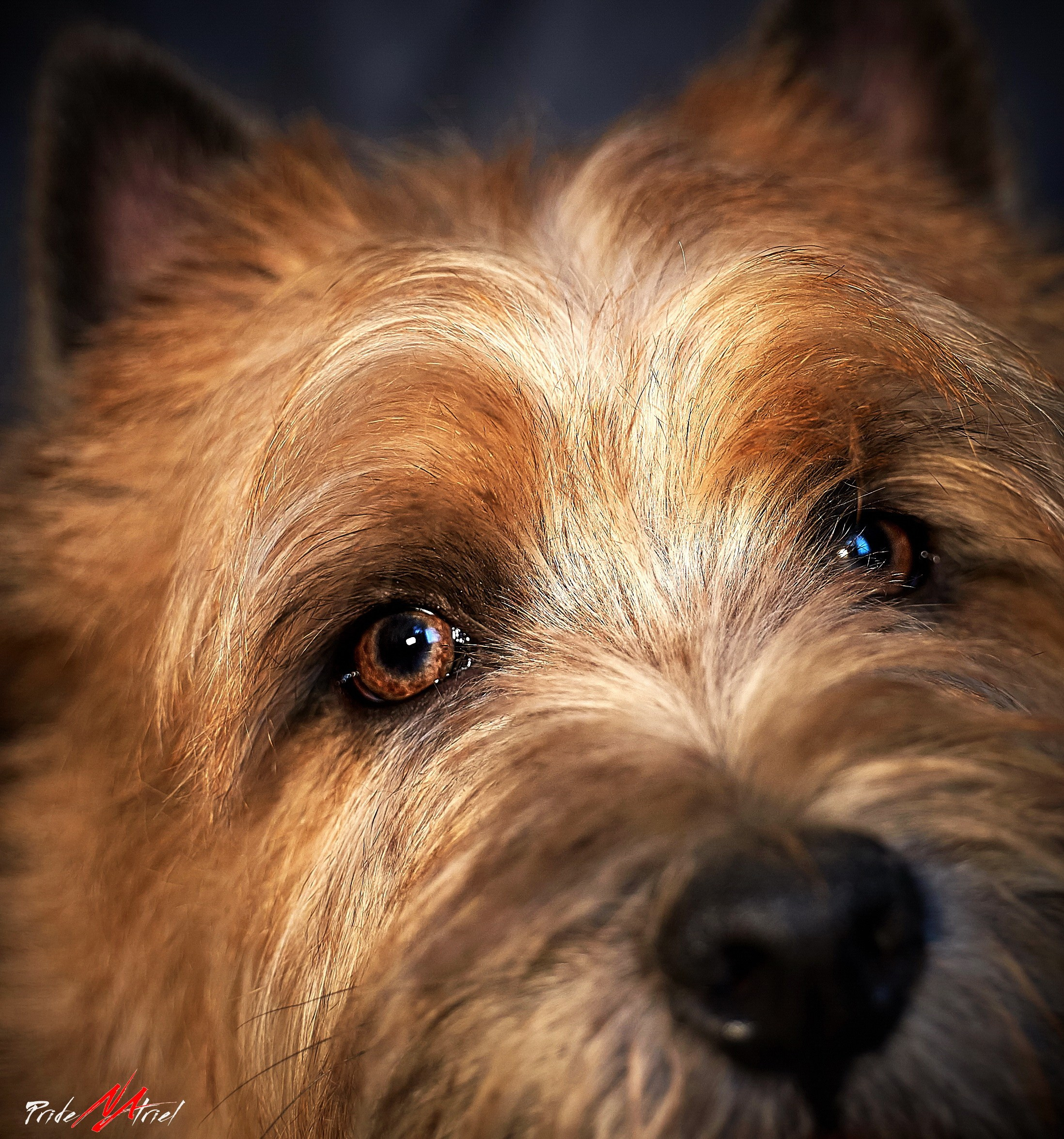 Портреты собак — галерея NATRIEL