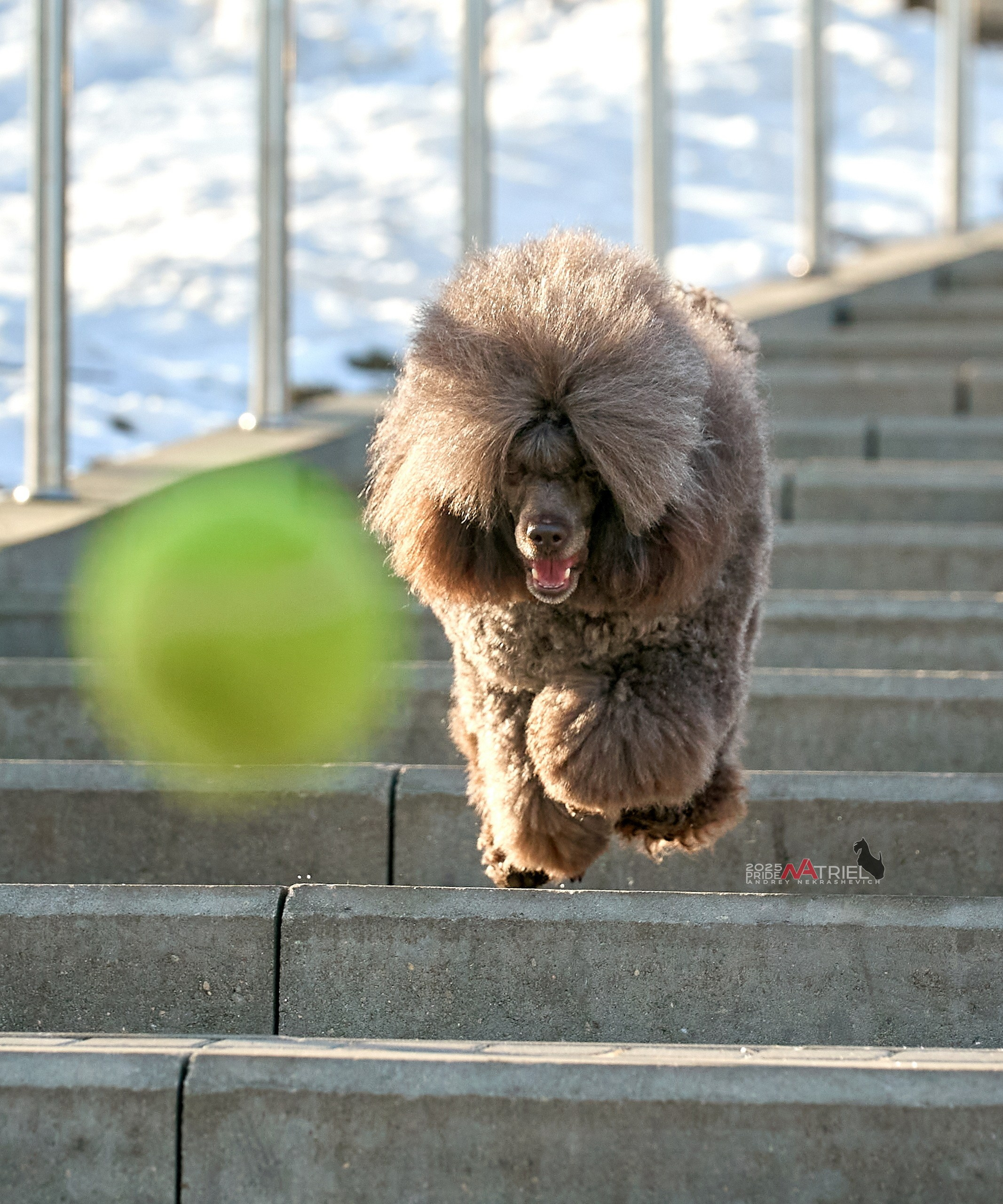 Фотопрогулка с пуделем