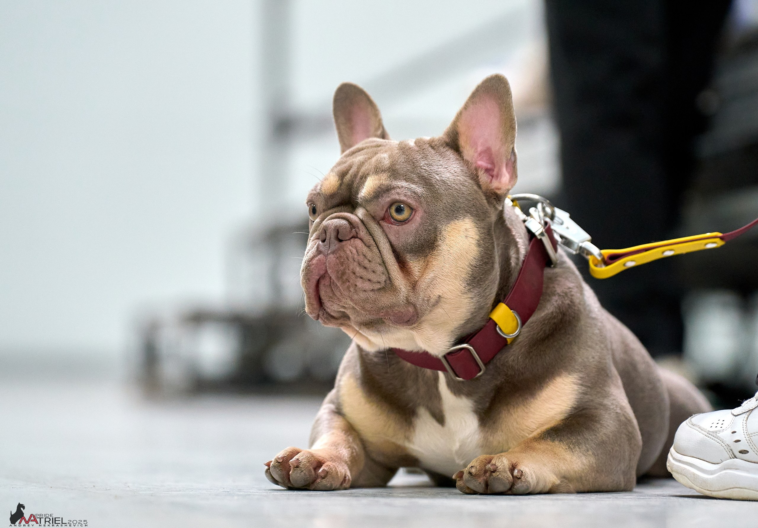 Репортаж с ЗООФЕСТ в Крокусе