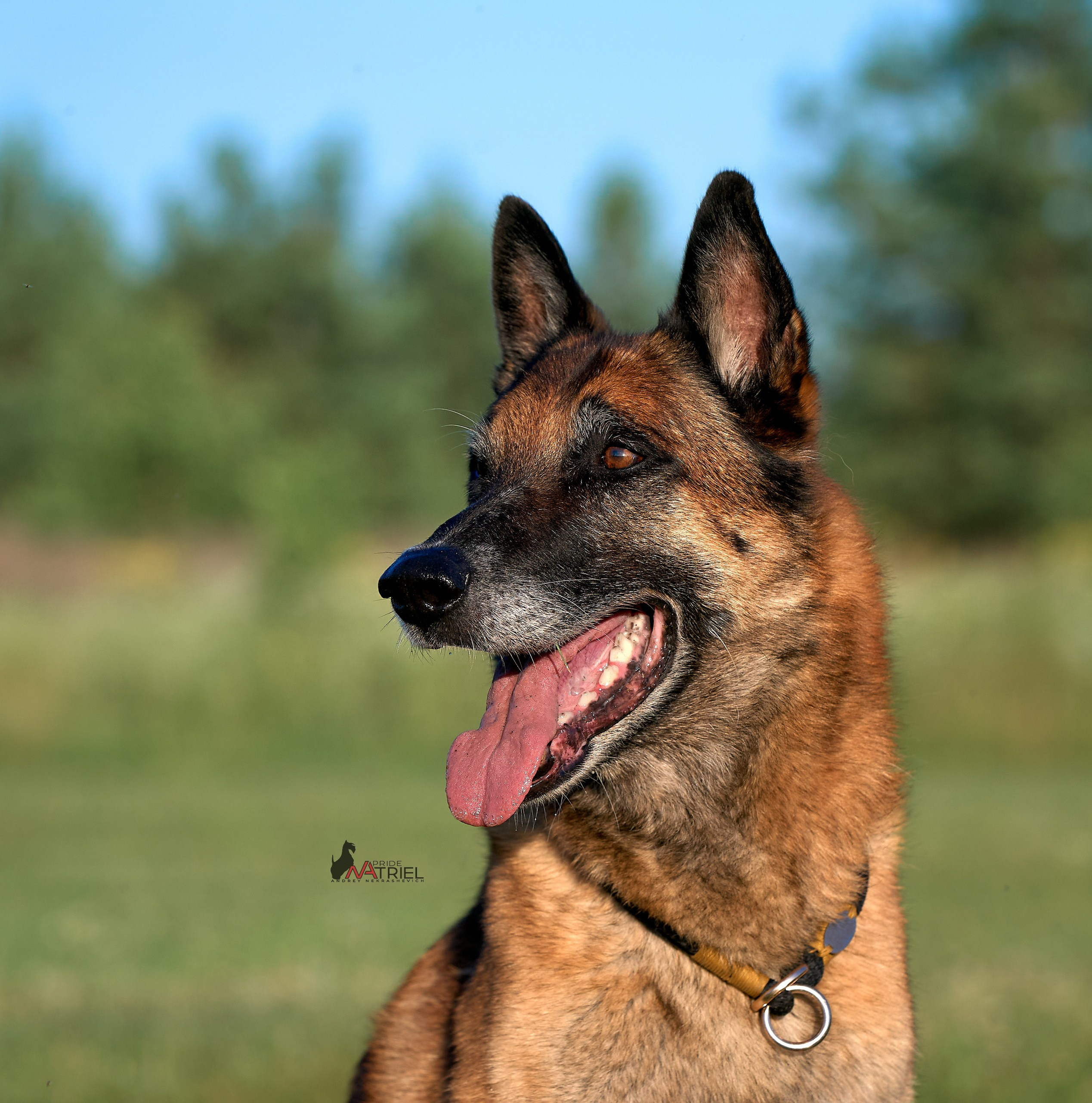 Портреты собак — галерея NATRIEL