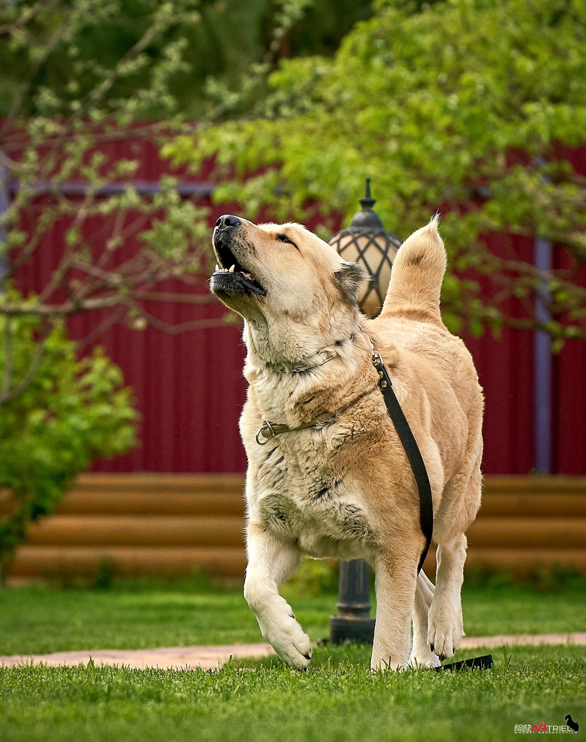 Съемка в питомнике