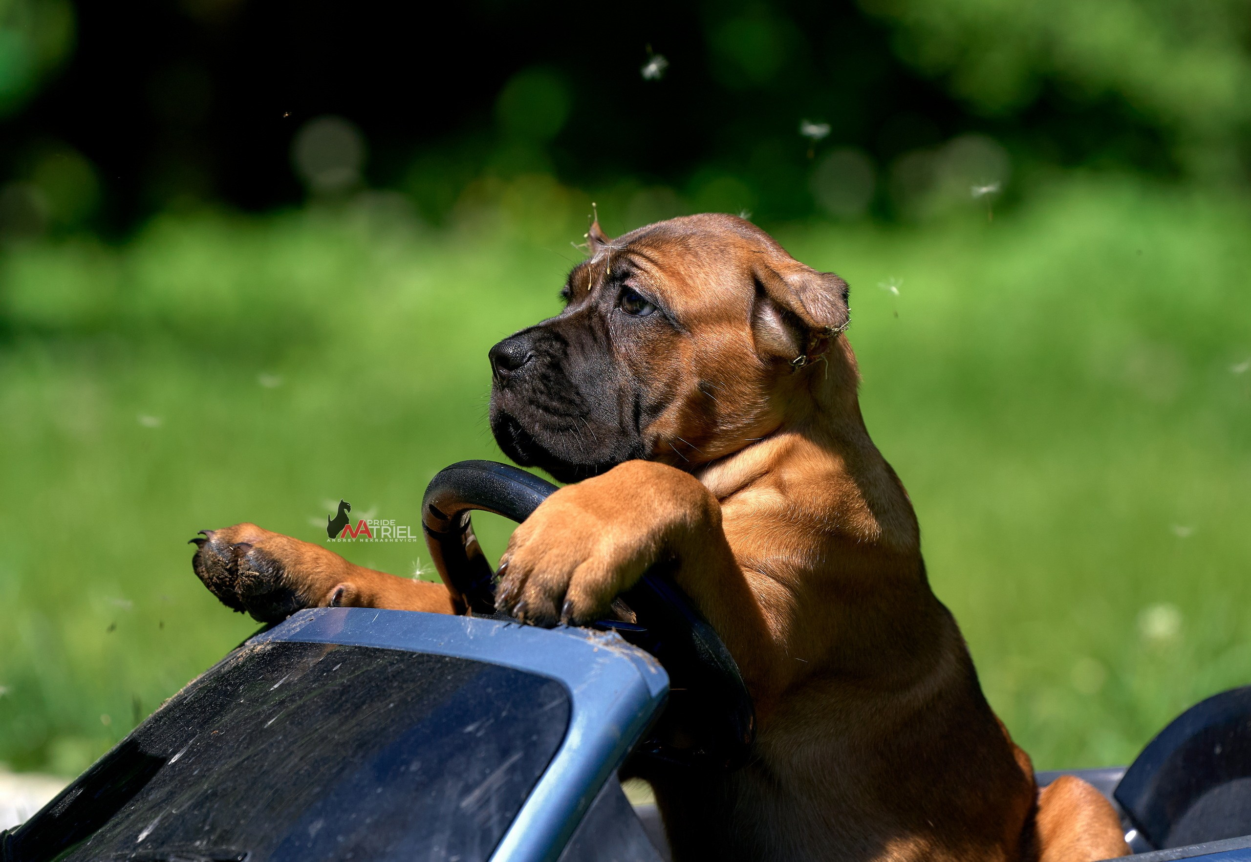 Щенки на прогулке — галерея NATRIEL