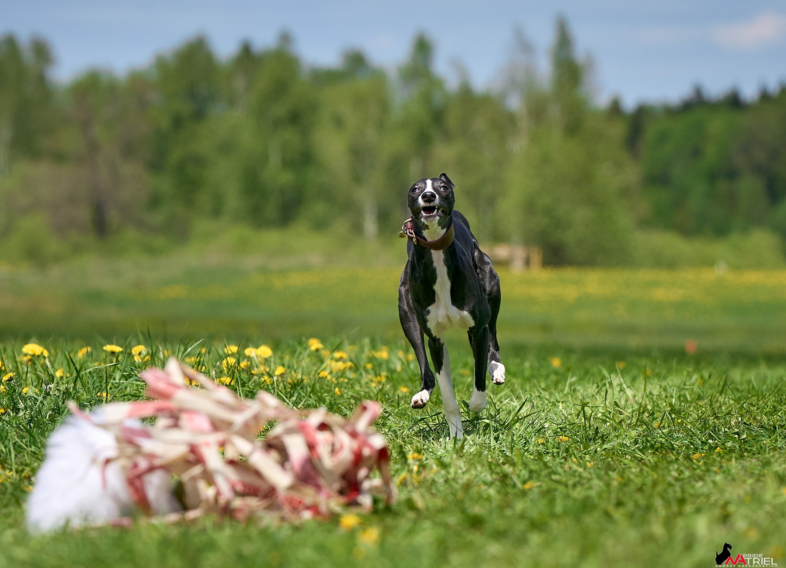 Съемка курсинг — галерея NATRIEL