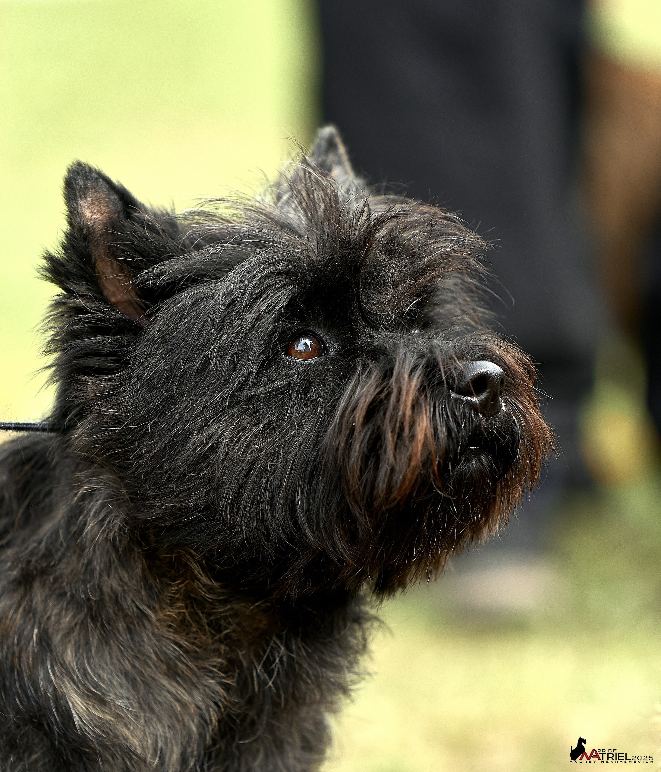 Выставка собак Суздаль-Владимир
